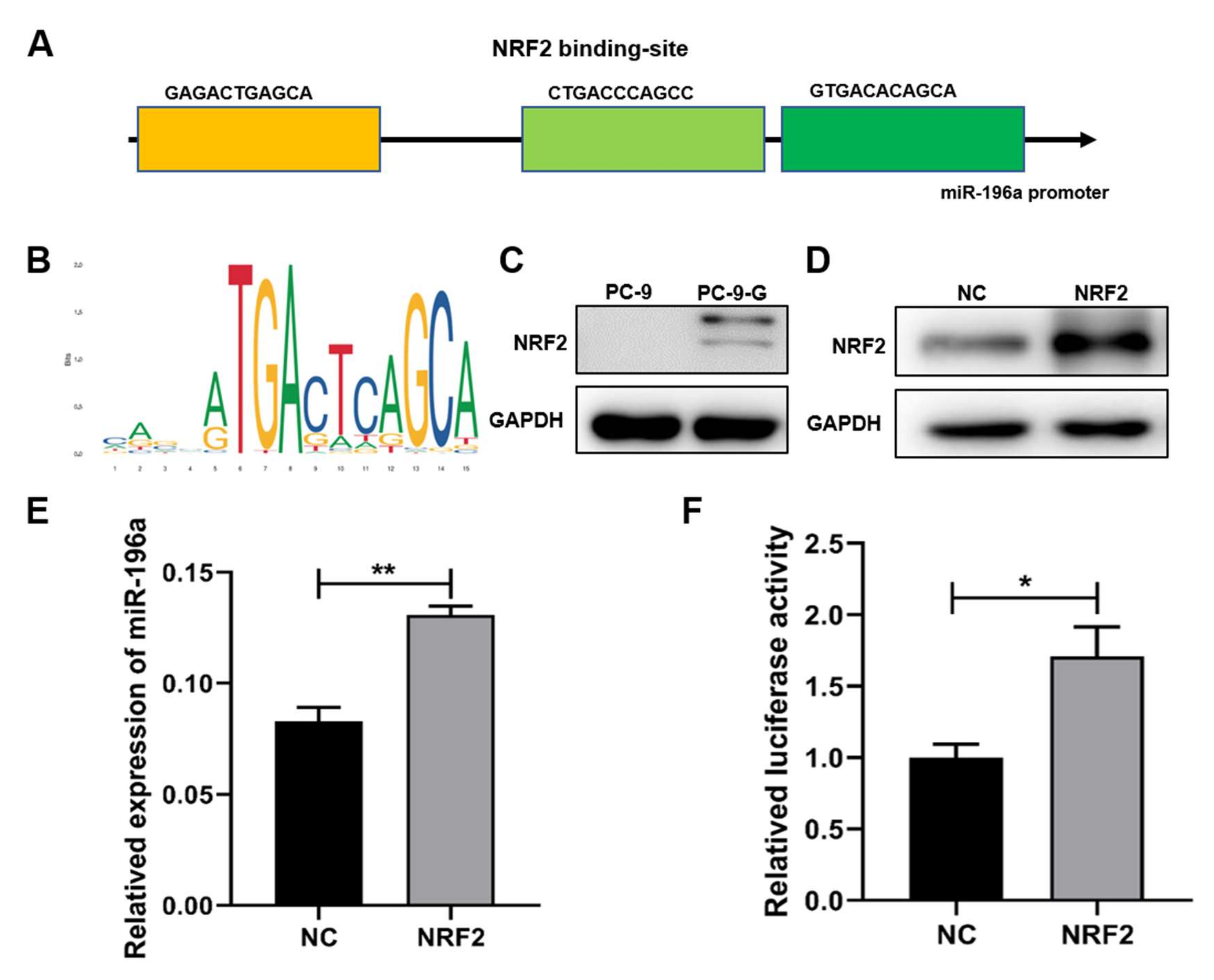 Ijms 23 01785 g003 Ijms 23 01785 g003