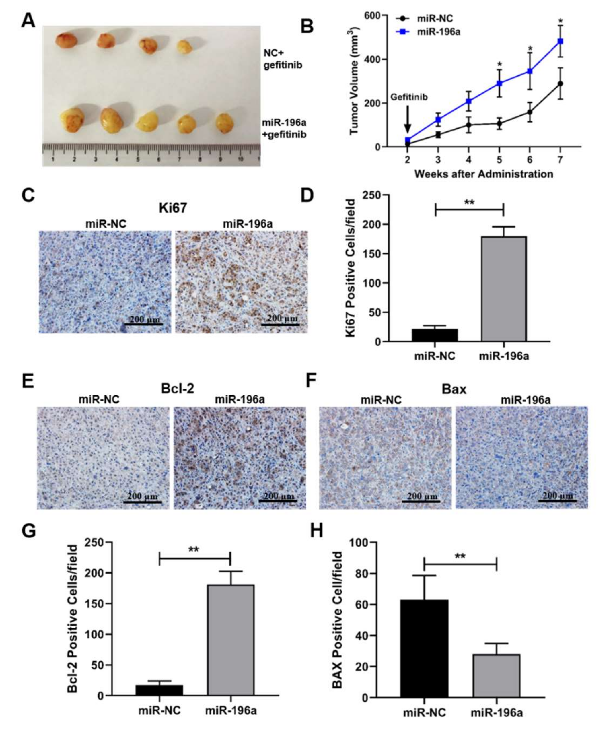 Ijms 23 01785 g007 Ijms 23 01785 g007