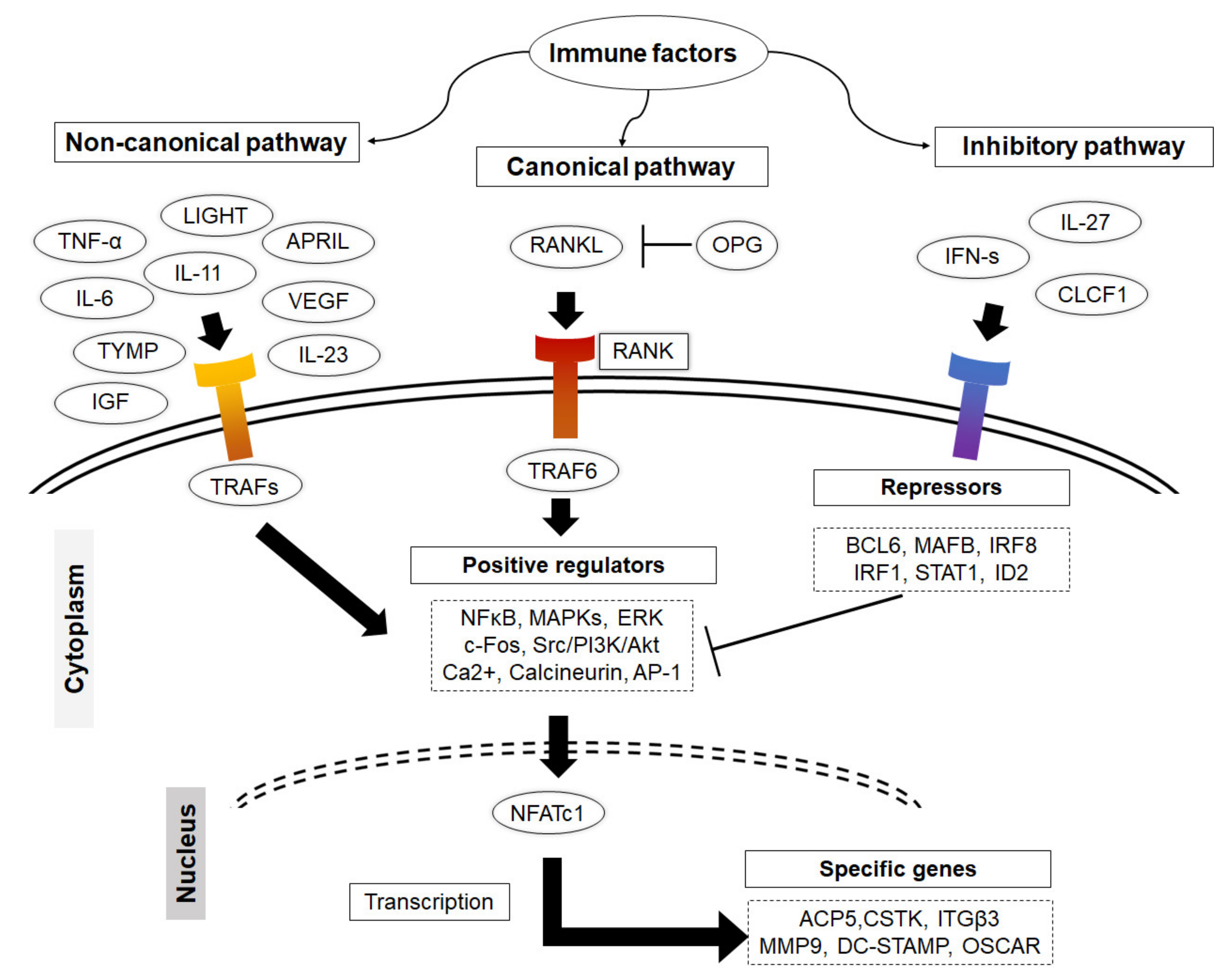 Ijms 23 01786 g002 Ijms 23 01786 g002