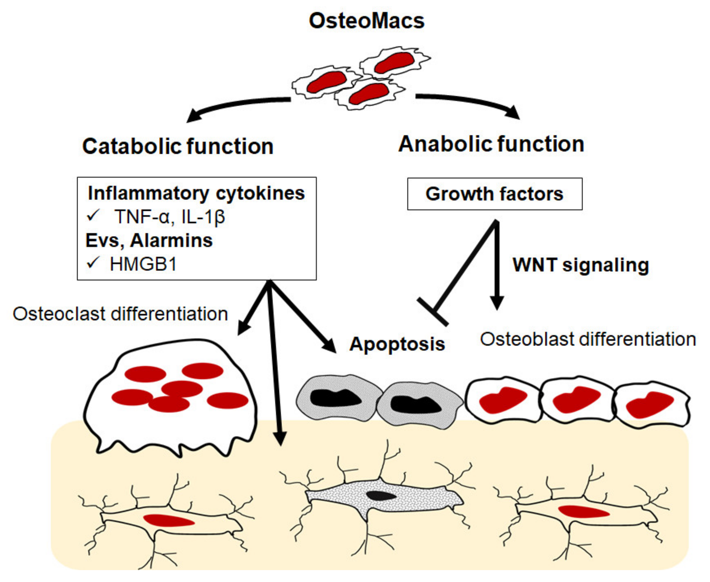 Ijms 23 01786 g003 Ijms 23 01786 g003