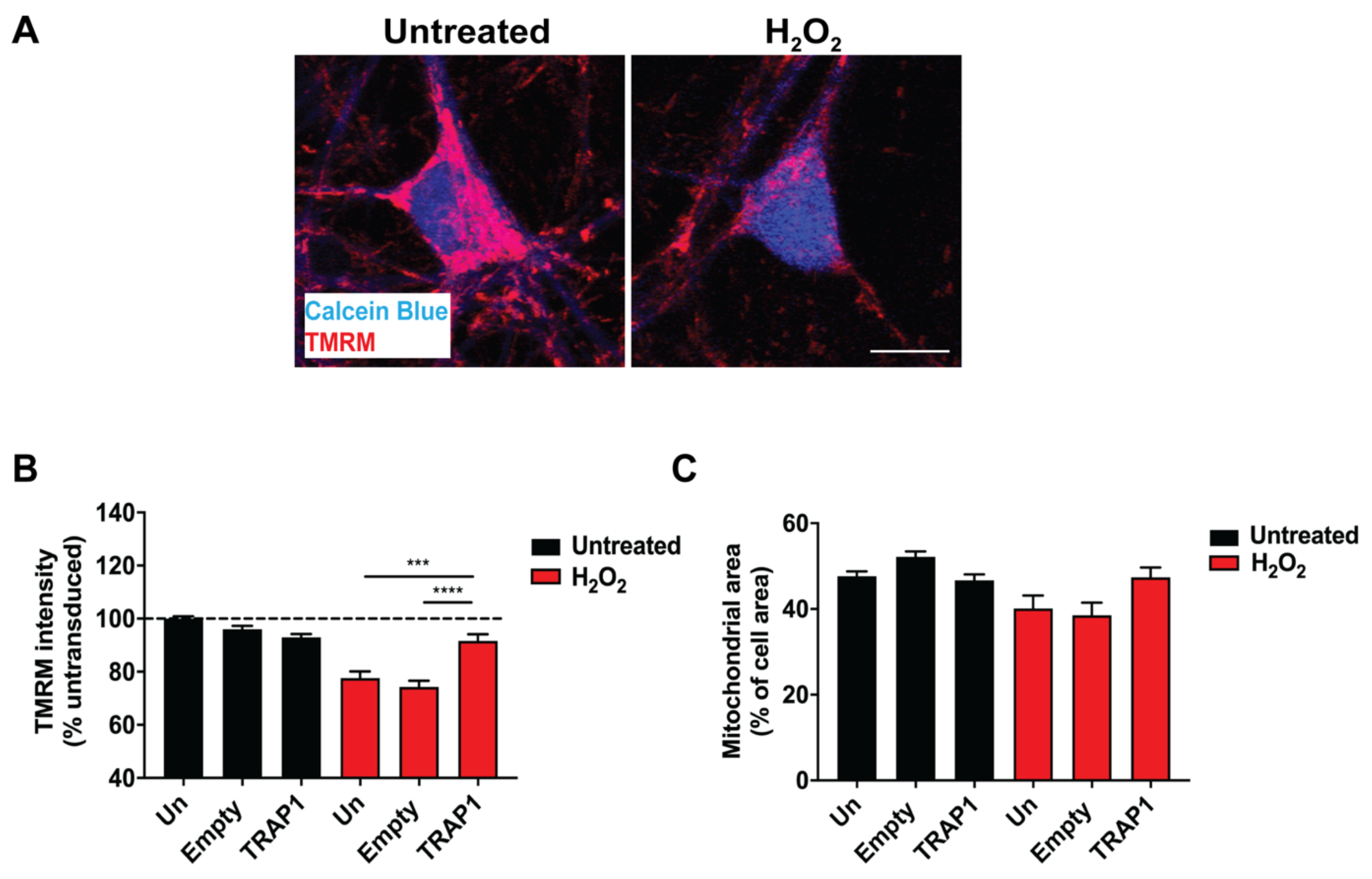 Ijms 23 01789 g001 Ijms 23 01789 g001