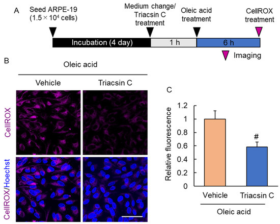 triacsin c lipid droplet Induction of phospholipase A2 group 4C by HCV infection regulates formation Cell lipid droplet heterogeneity and