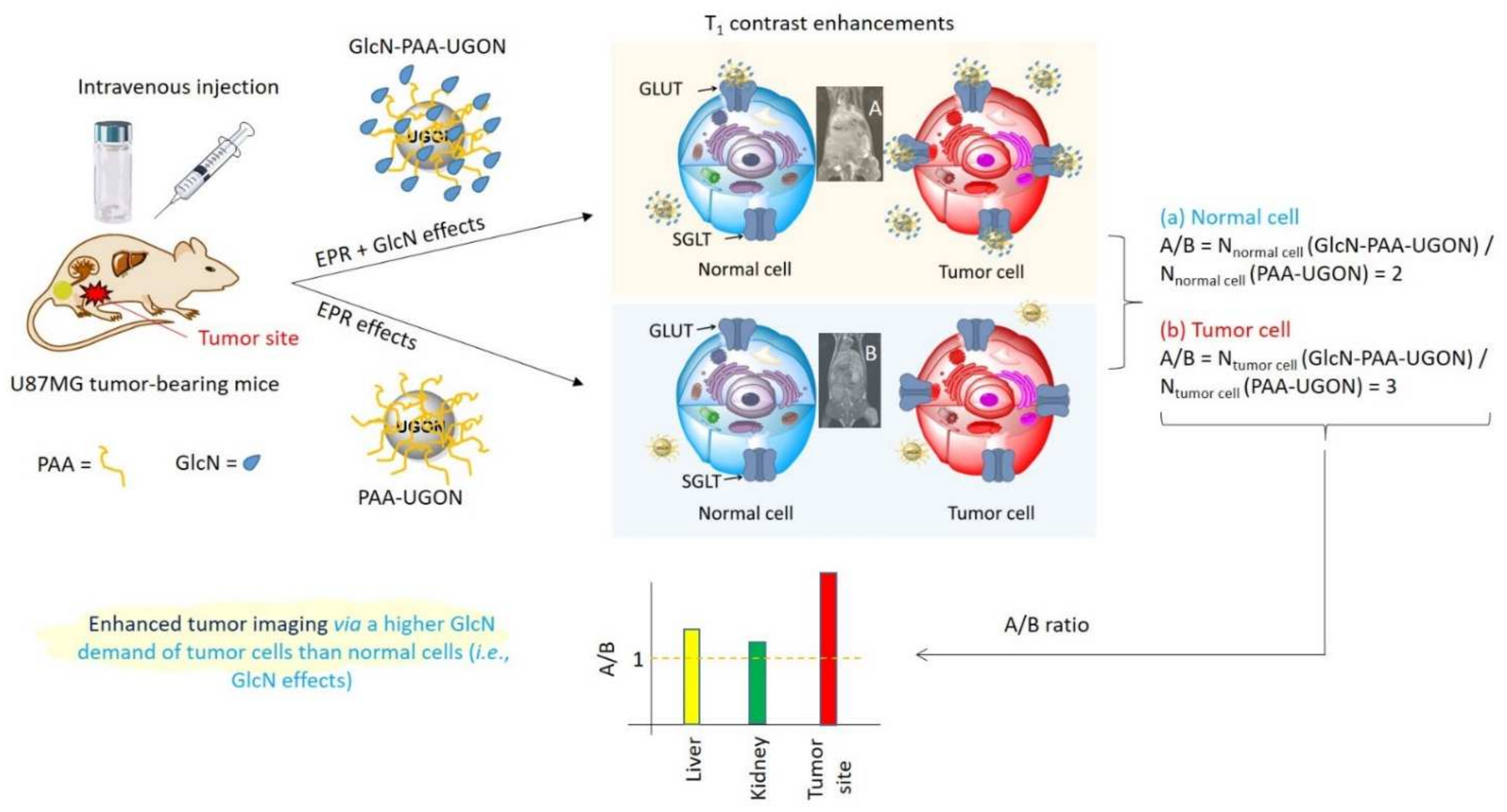 Ijms 23 01792 g011 Ijms 23 01792 g011