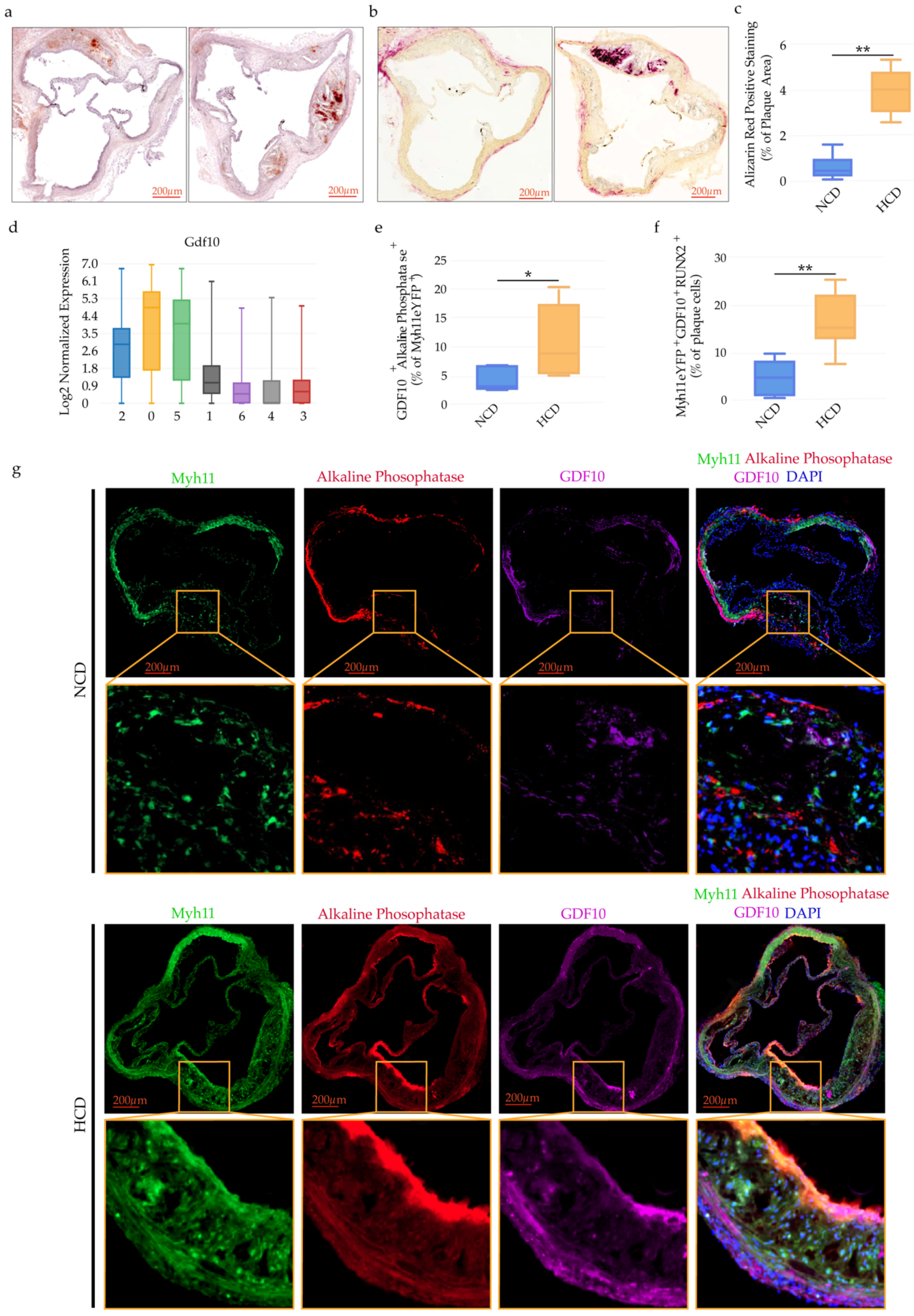 Ijms 23 01796 g006a Ijms 23 01796 g006a