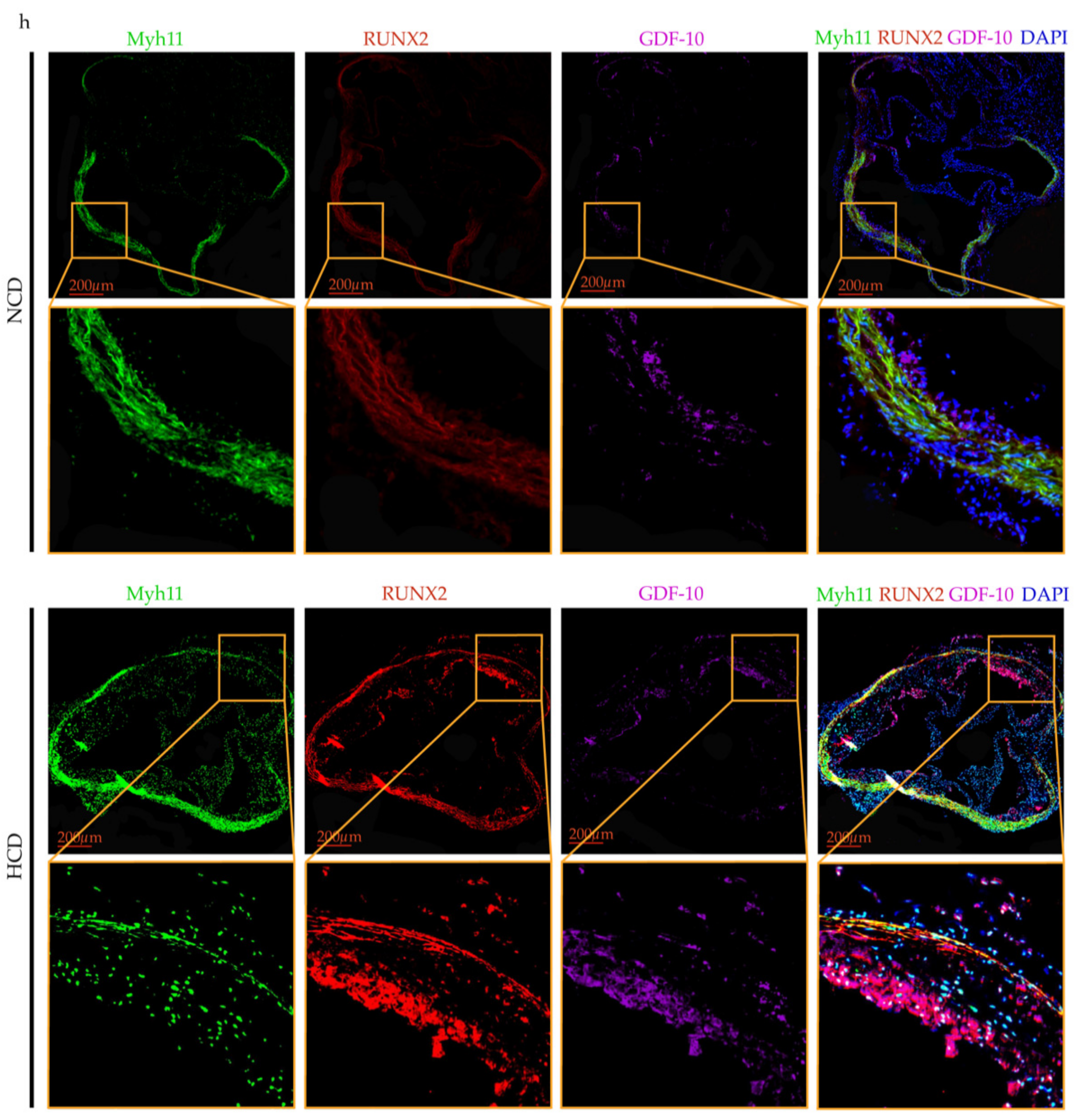 Ijms 23 01796 g006b Ijms 23 01796 g006b
