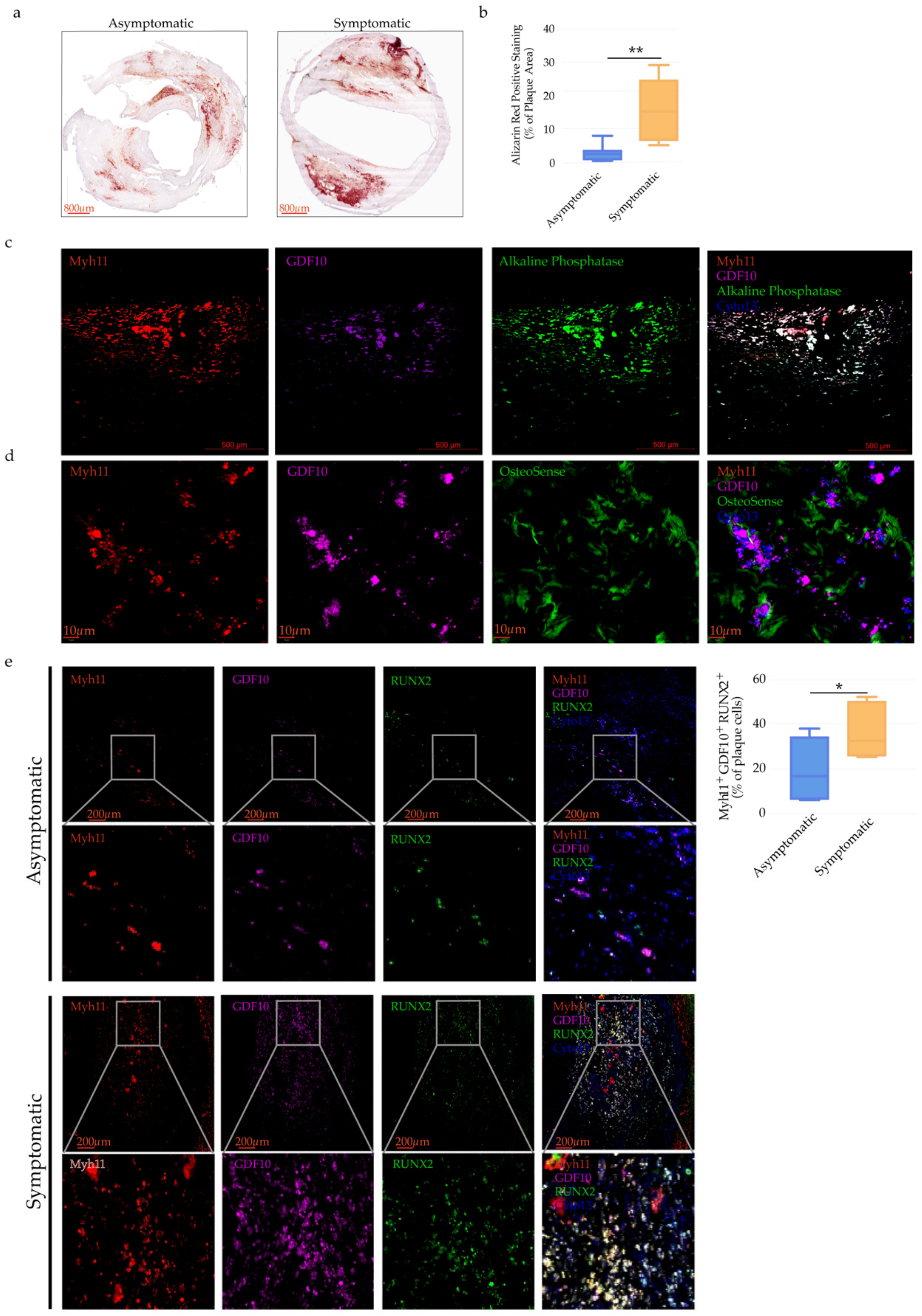 Ijms 23 01796 g007 Ijms 23 01796 g007