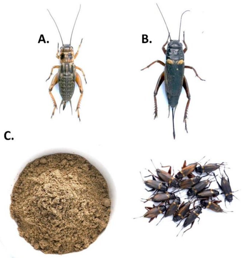 Ijms 23 01801 g002 Ijms 23 01801 g002