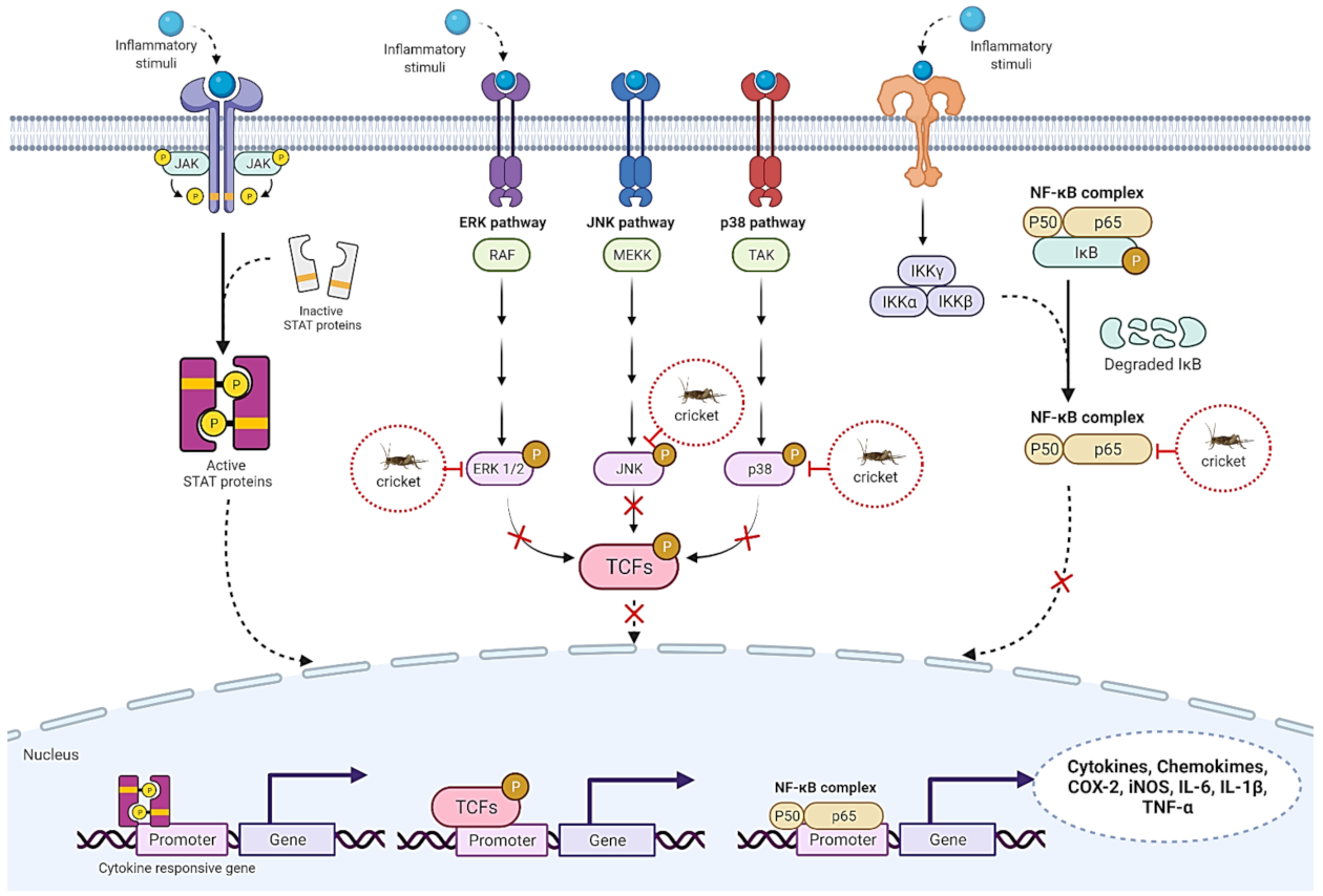Ijms 23 01801 g004 Ijms 23 01801 g004