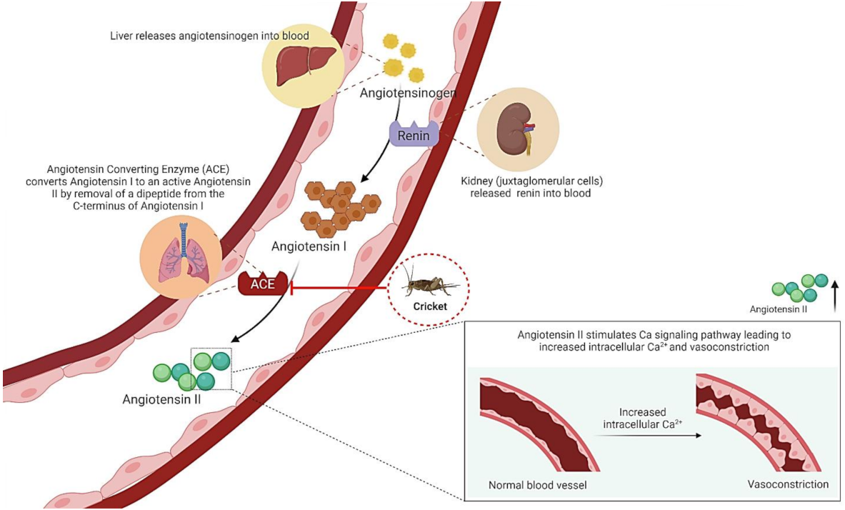 Ijms 23 01801 g006 Ijms 23 01801 g006