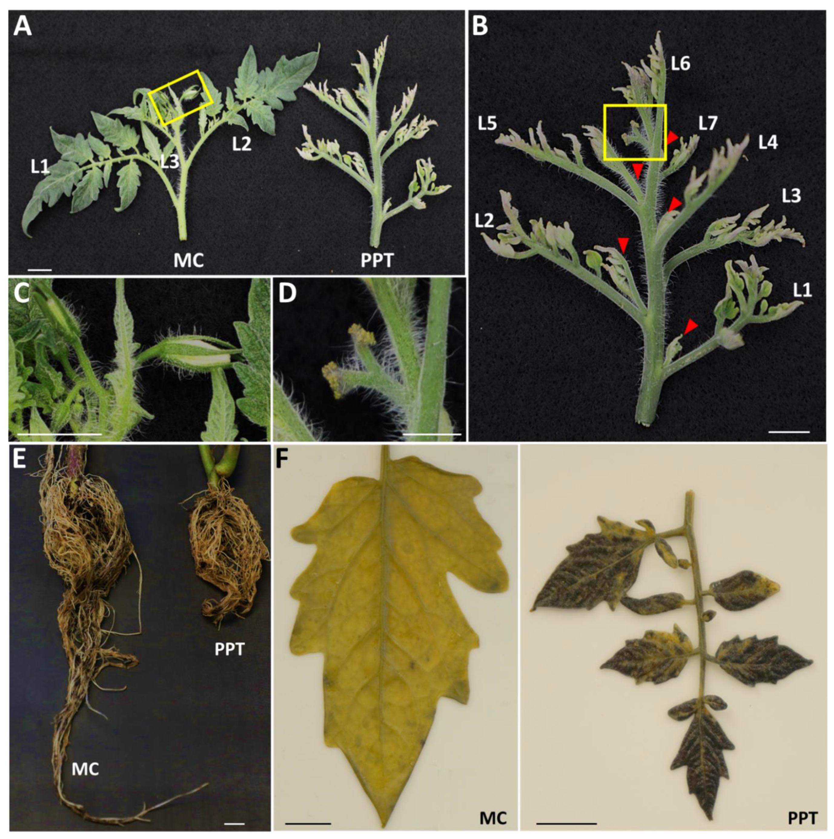 IJMS | Free Full-Text | Phytoplasma Infection Blocks Starch Breakdown and Triggers Chloroplast Degradation, Leading to Premature Leaf Senescence, Sucrose Reallocation, and Spatiotemporal Redistribution of Phytohormones IJMS | Free Full-Text | Phytoplasma Infection Blocks Starch Breakdown and Triggers Chloroplast Degradation, Leading to Premature Leaf Senescence, Sucrose Reallocation, and Spatiotemporal Redistribution of Phytohormones