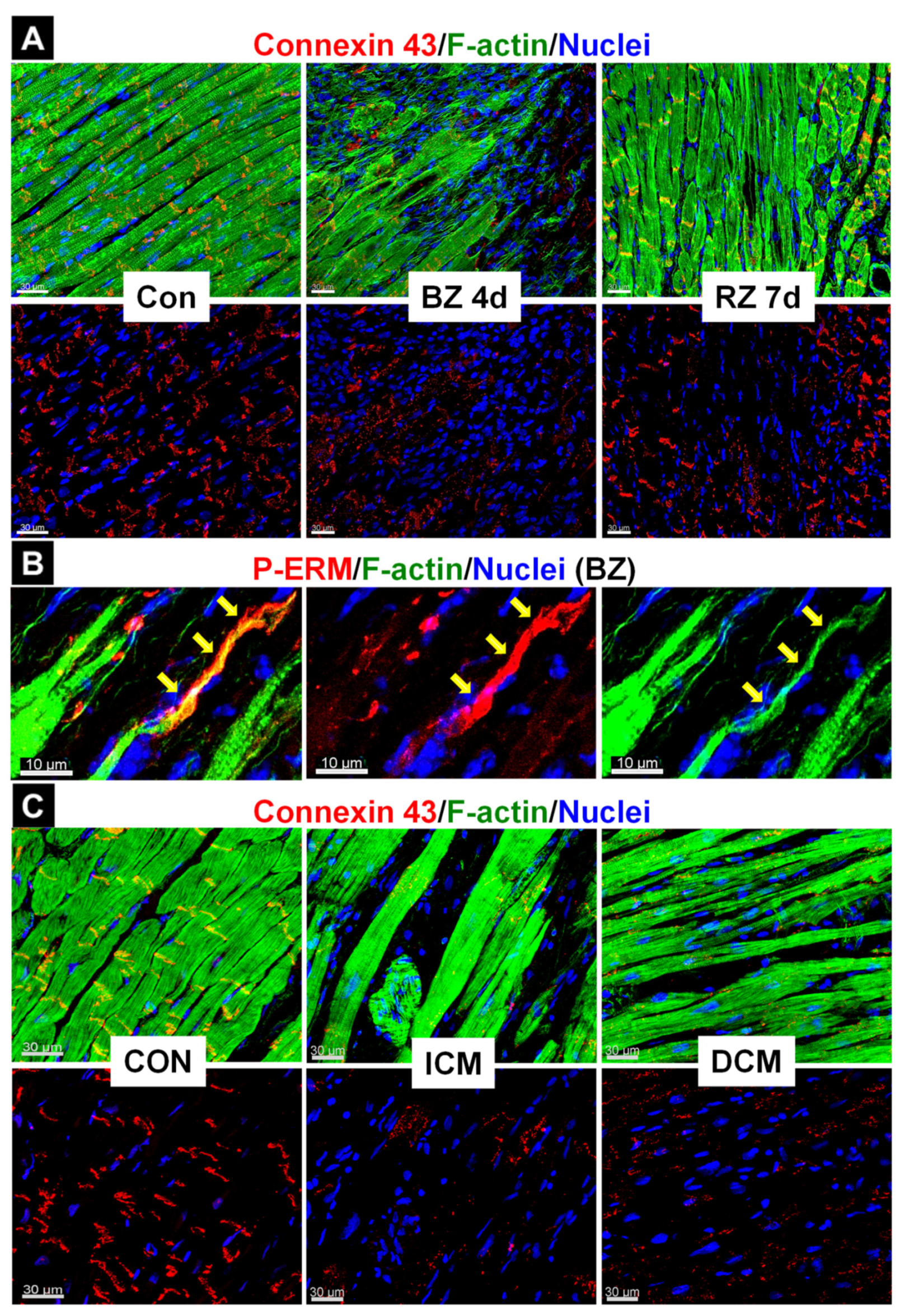Ijms 23 01811 g003 Ijms 23 01811 g003