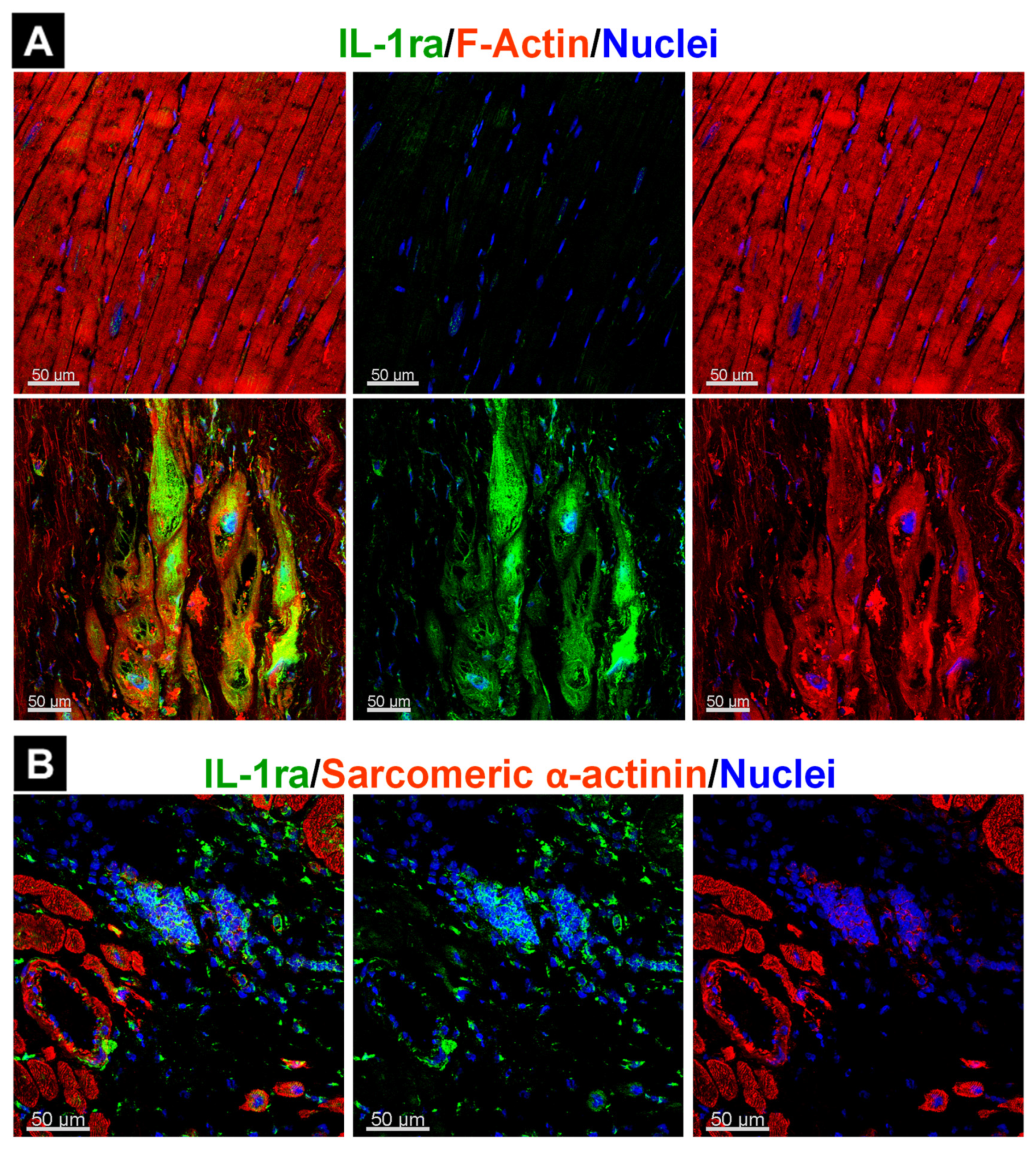 Ijms 23 01811 g005 Ijms 23 01811 g005