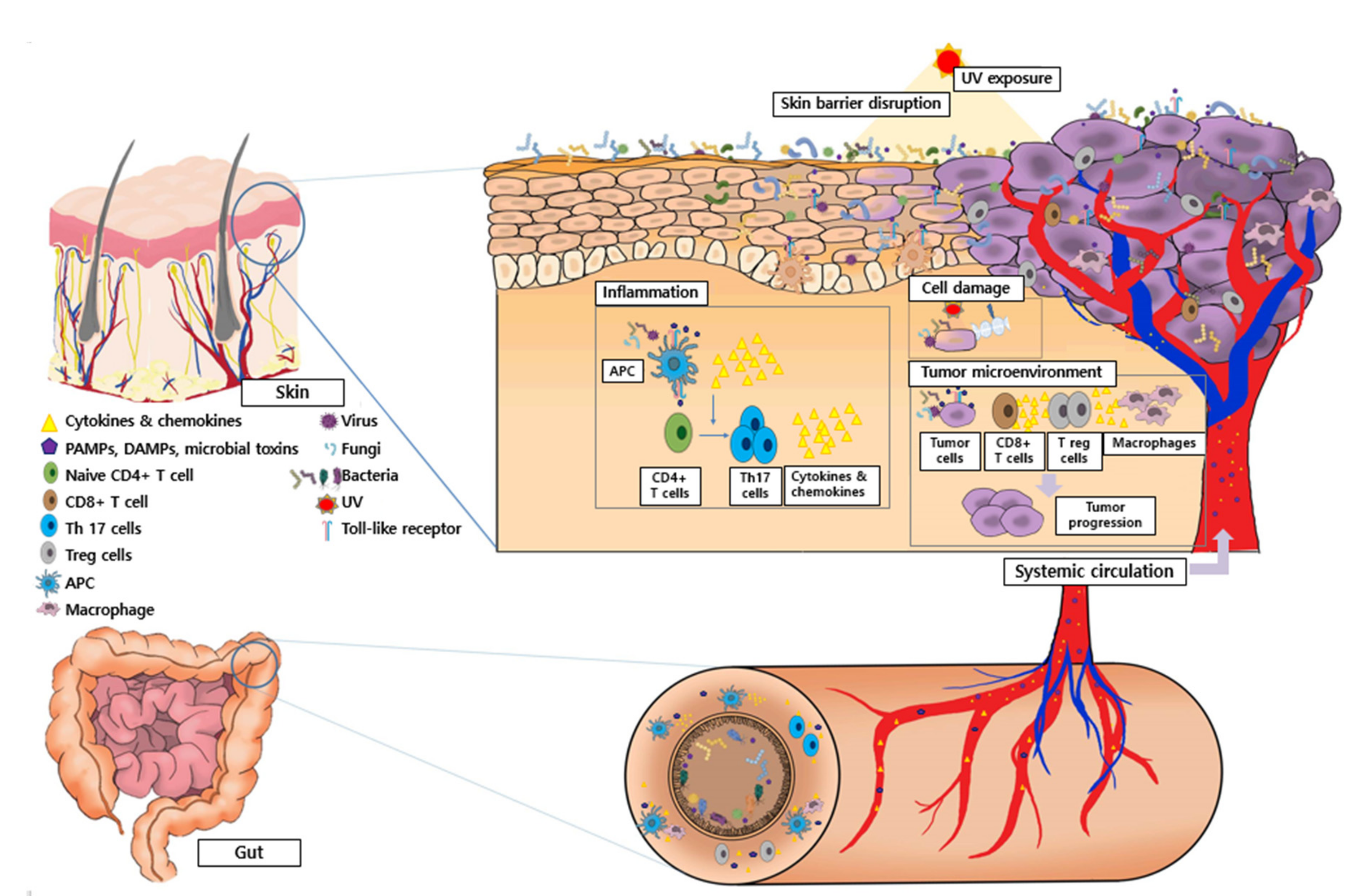 Staphylococcus aureus: A Blemish on Skin Immunity: Cell Host & Microbe