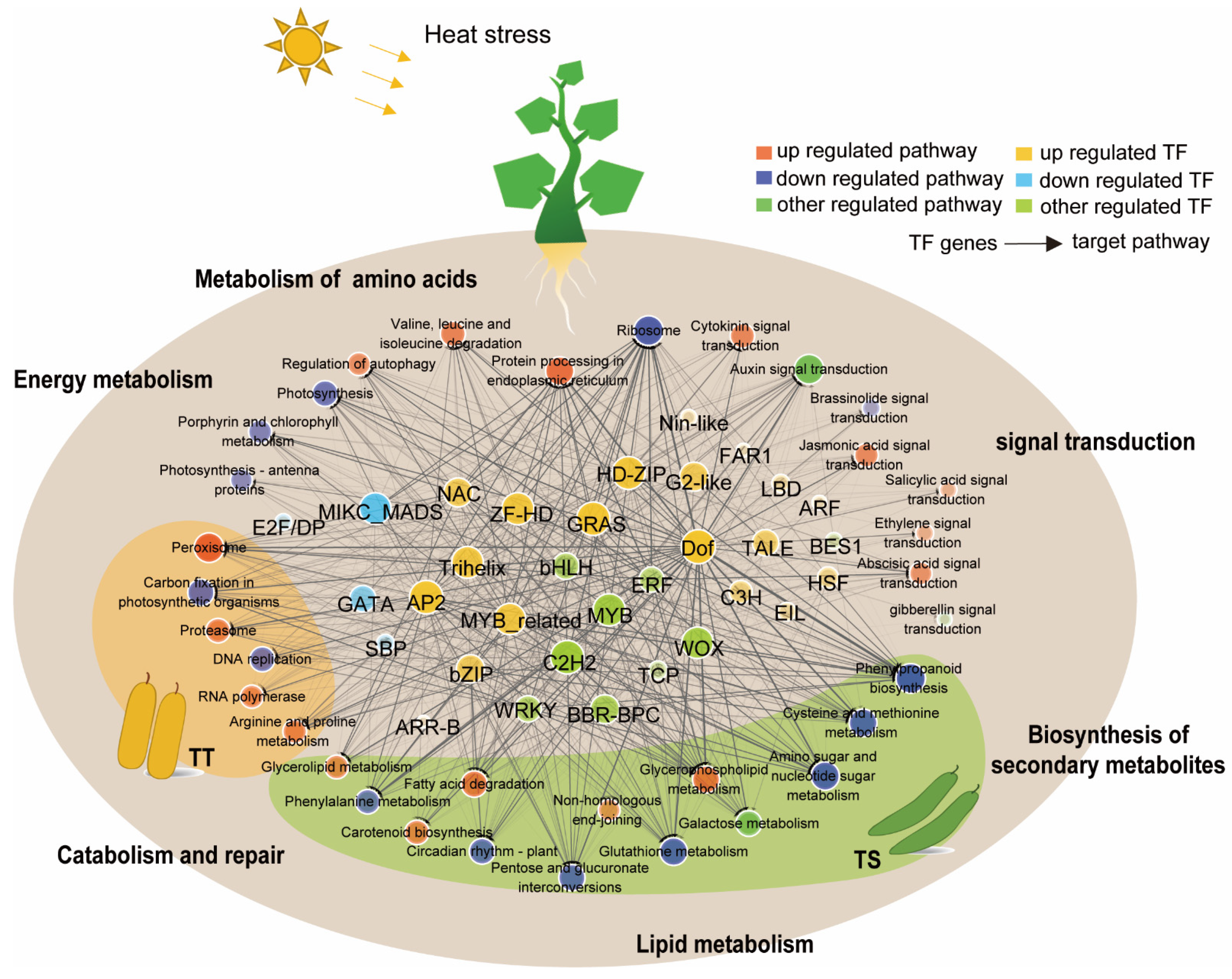 Ijms 23 01817 g007 550