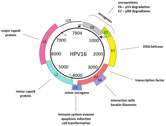 IJMS | Free Full-Text | Human Papillomaviruses as Infectious Agents in  Gynecological Cancers. Oncogenic Properties of Viral Proteins