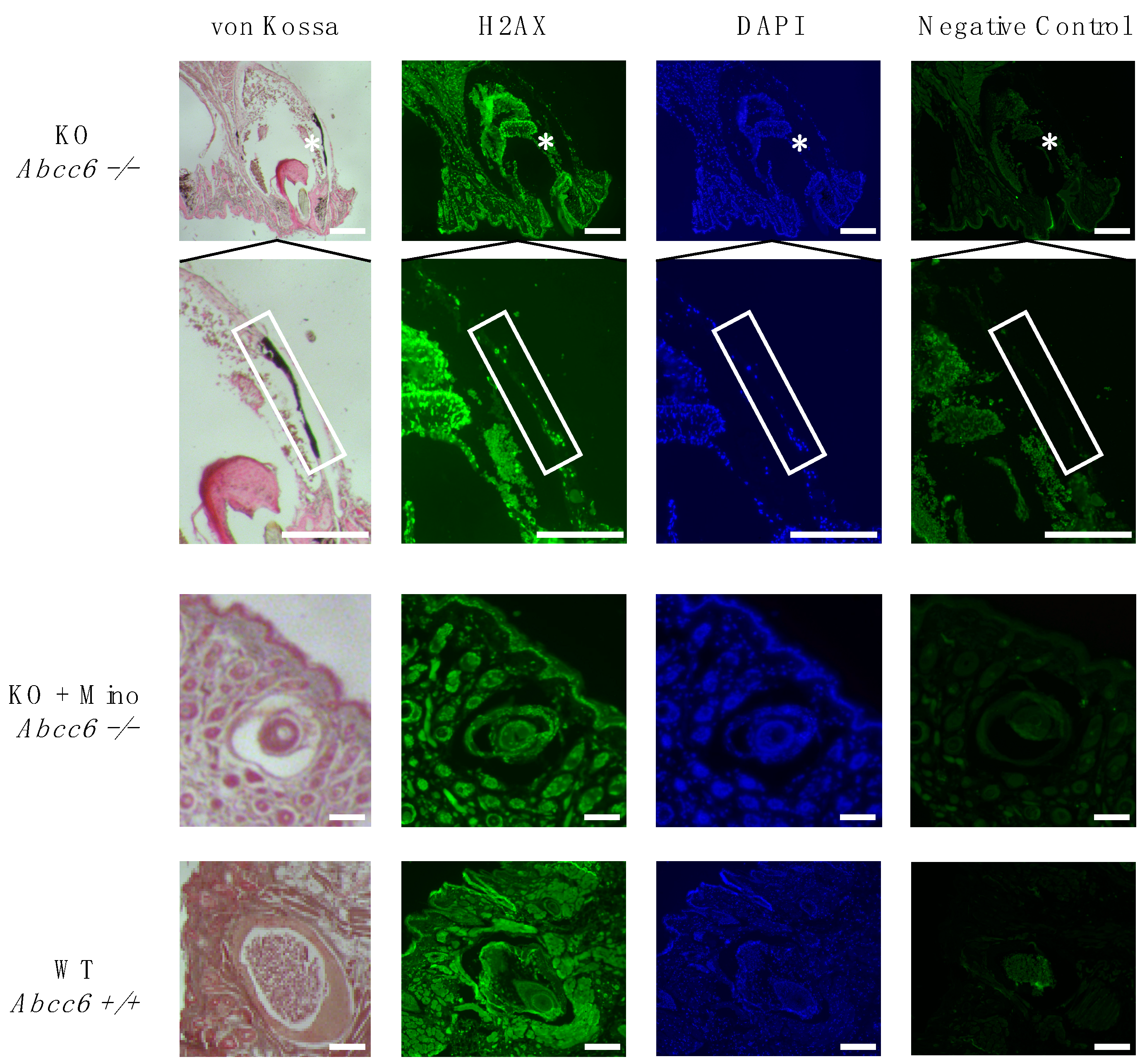 Ijms 23 01838 g004 550