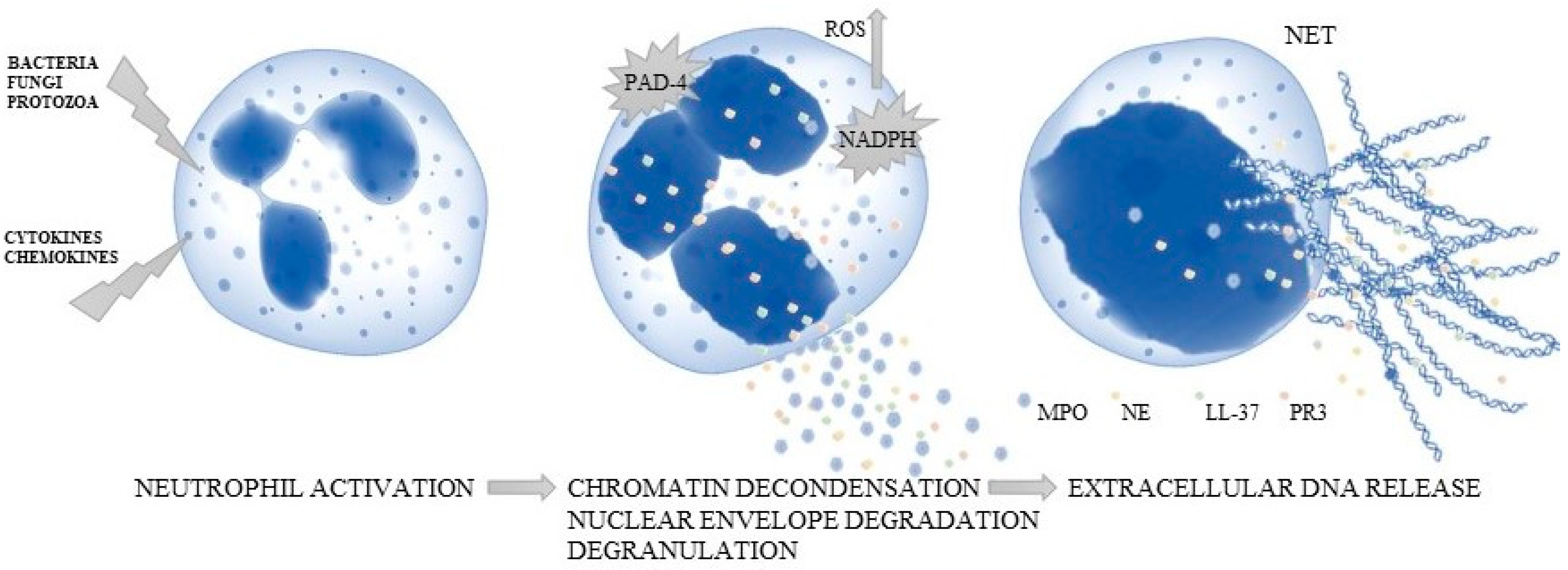 Ijms 23 01840 g001 550