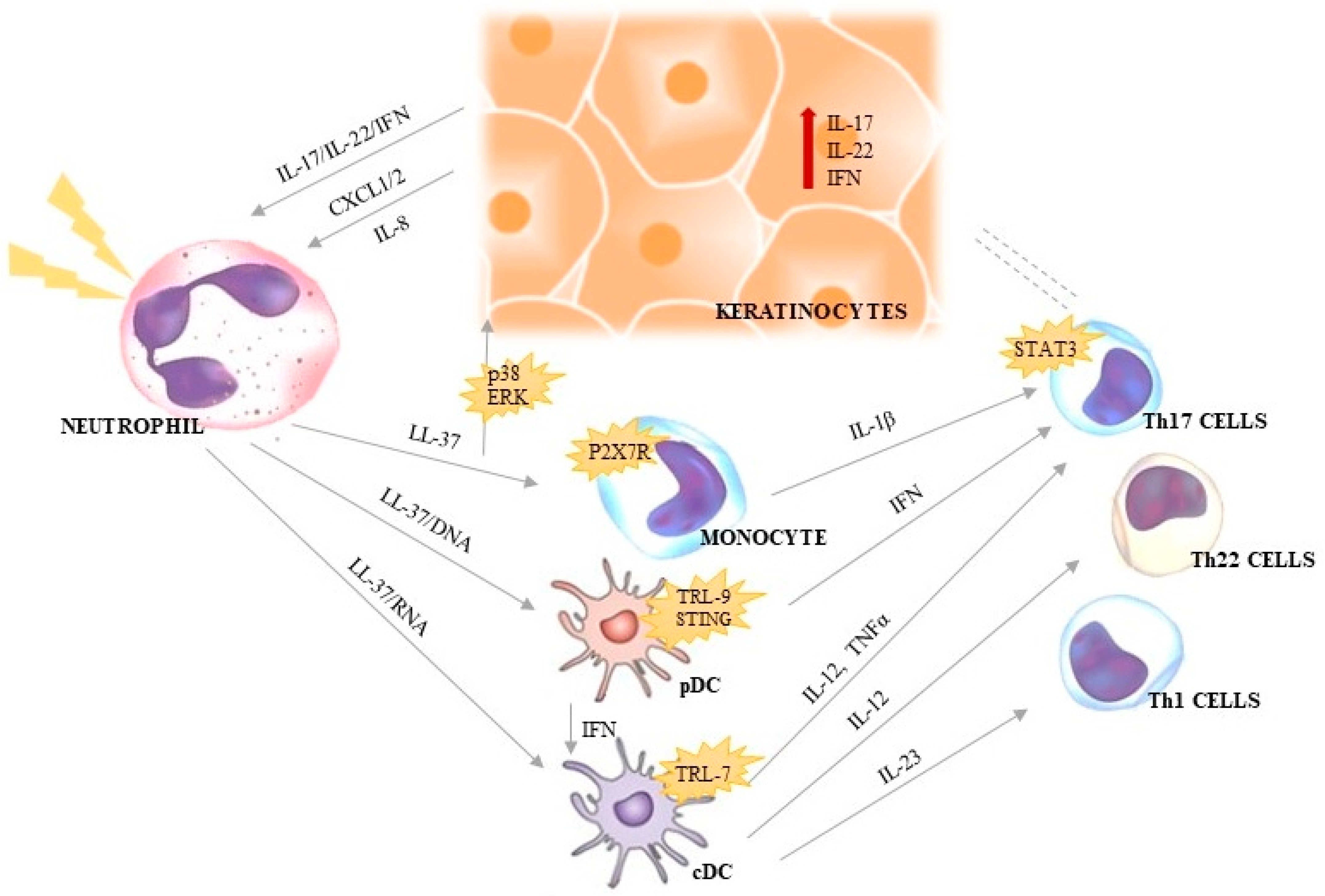 Ijms 23 01840 g002 550