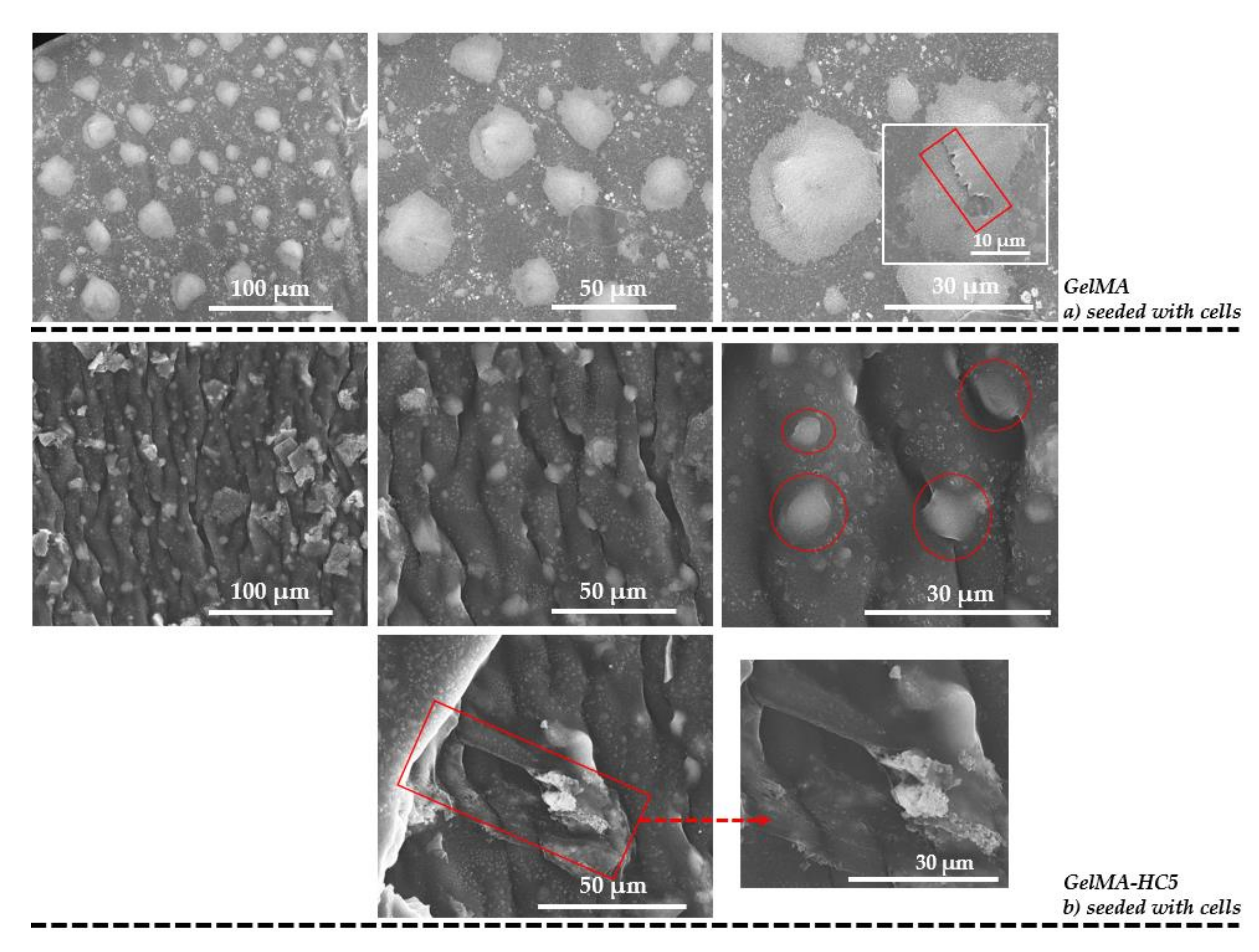 Ijms 23 01841 g006 550