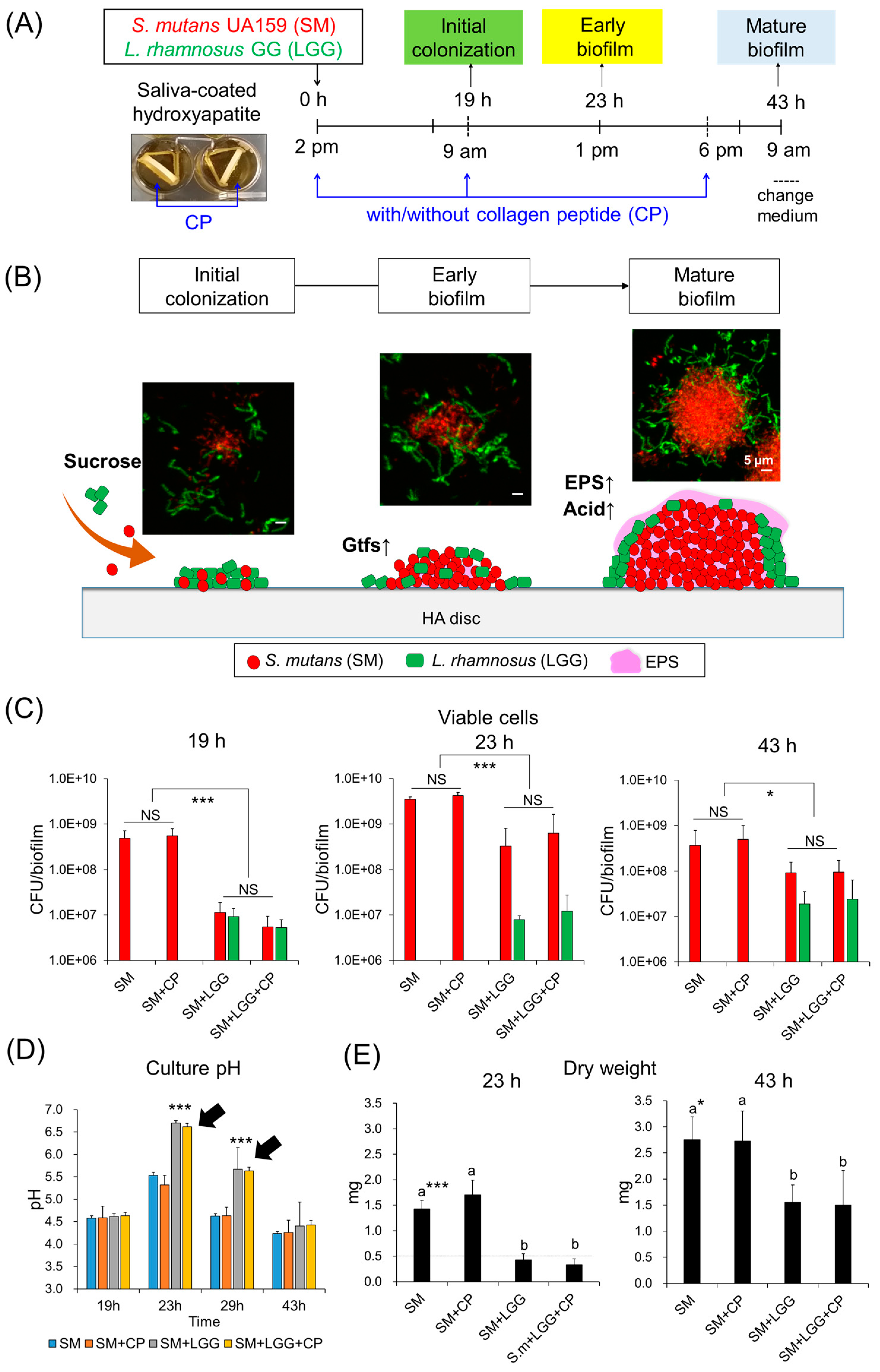 Ijms 23 01860 g004 550