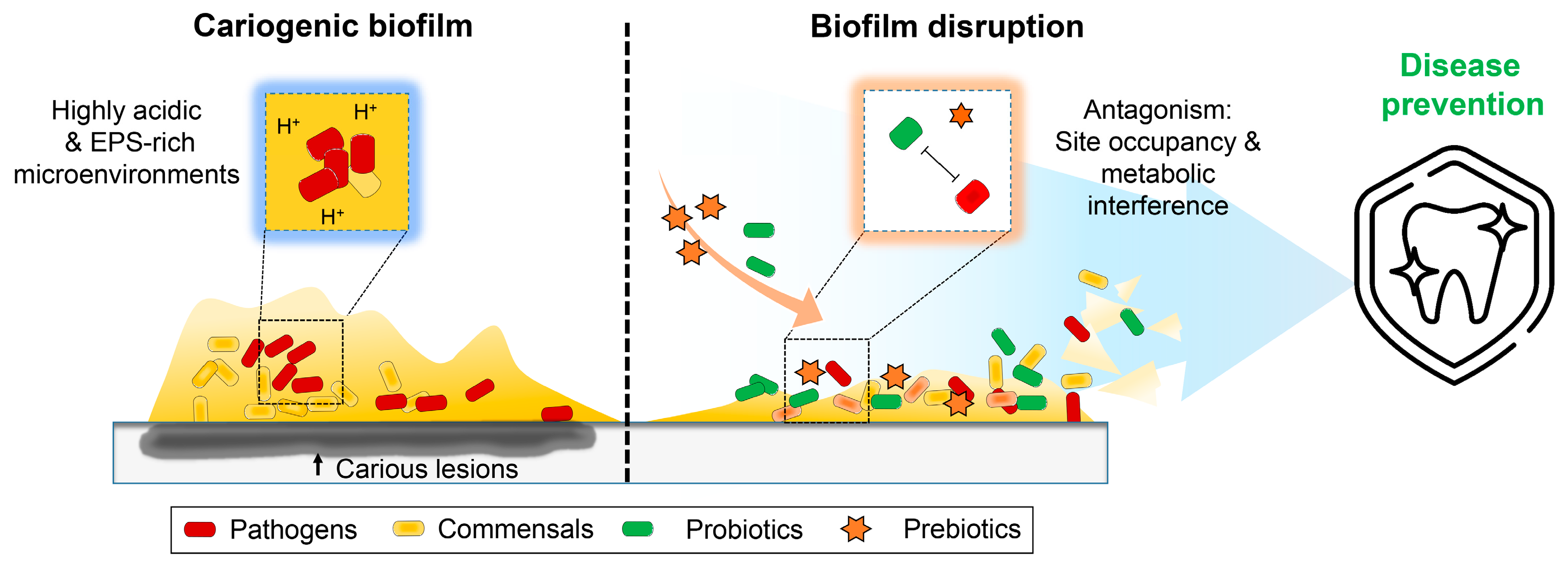 Ijms 23 01860 g008 550