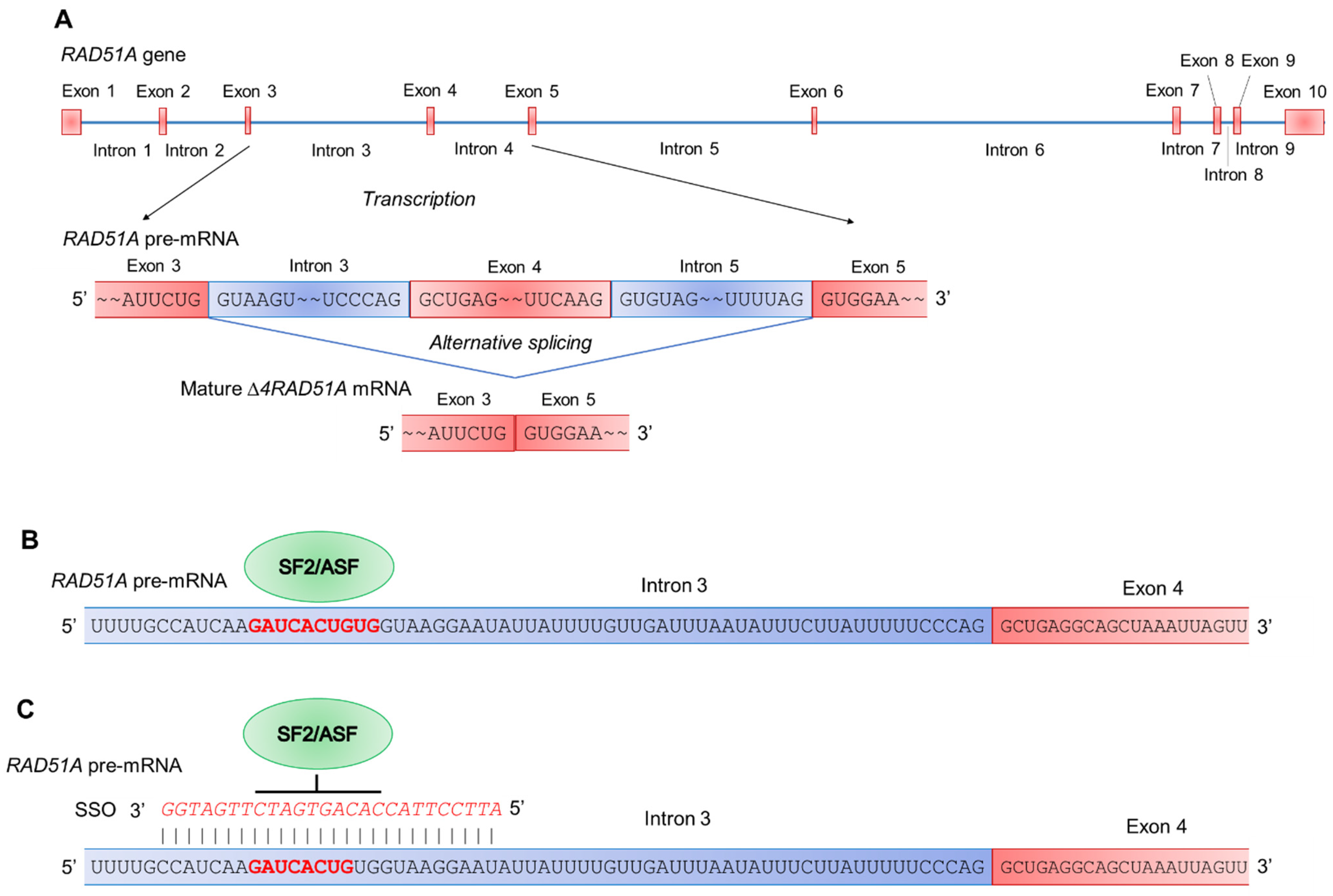 Ijms 23 01863 g006 Ijms 23 01863 g006