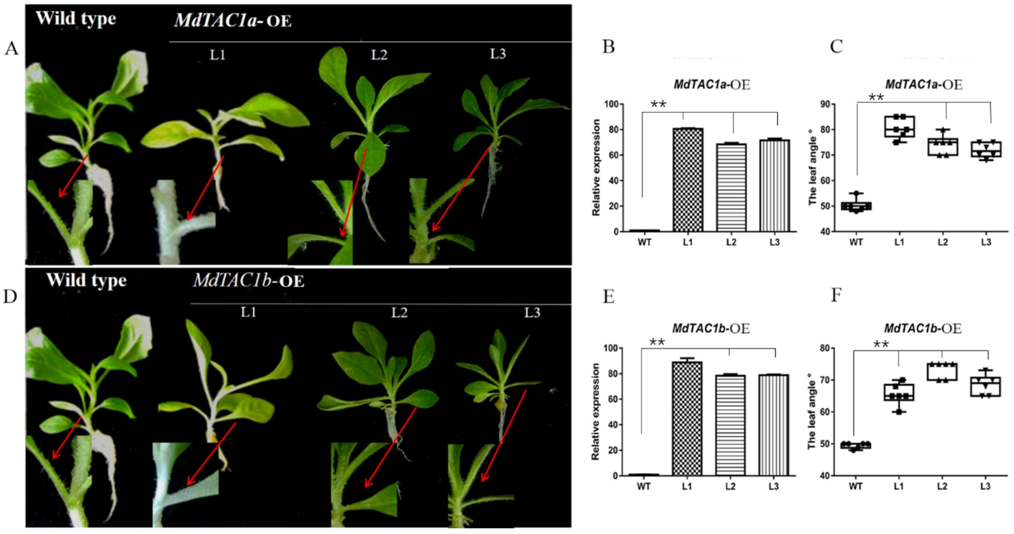 Functional Characterization of MdTAC1a Gene Related to