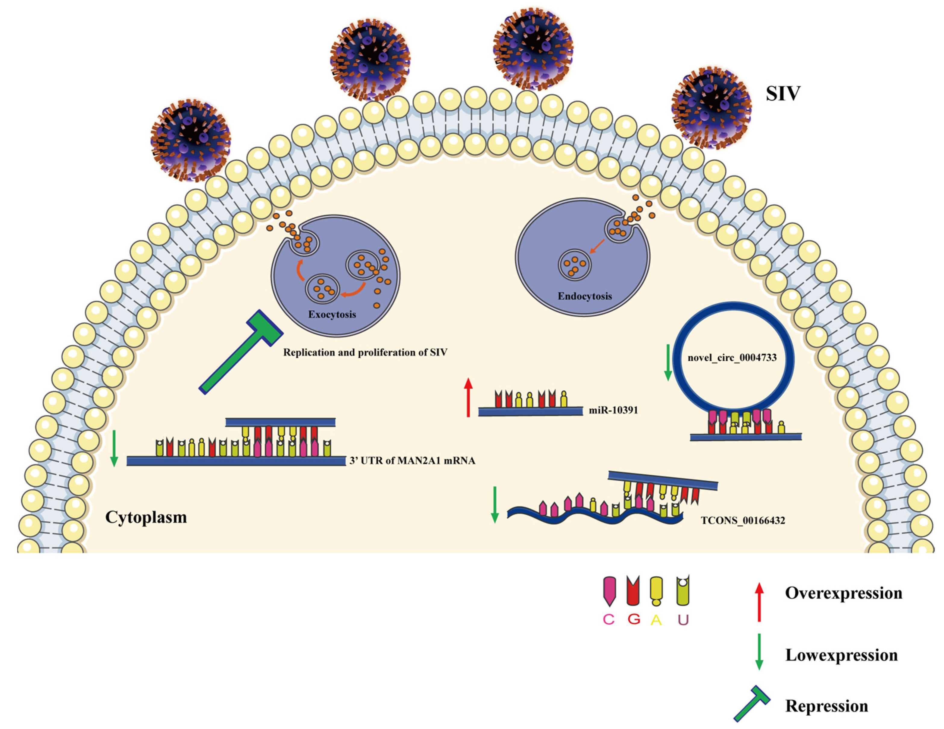 Ijms 23 01875 g006 550