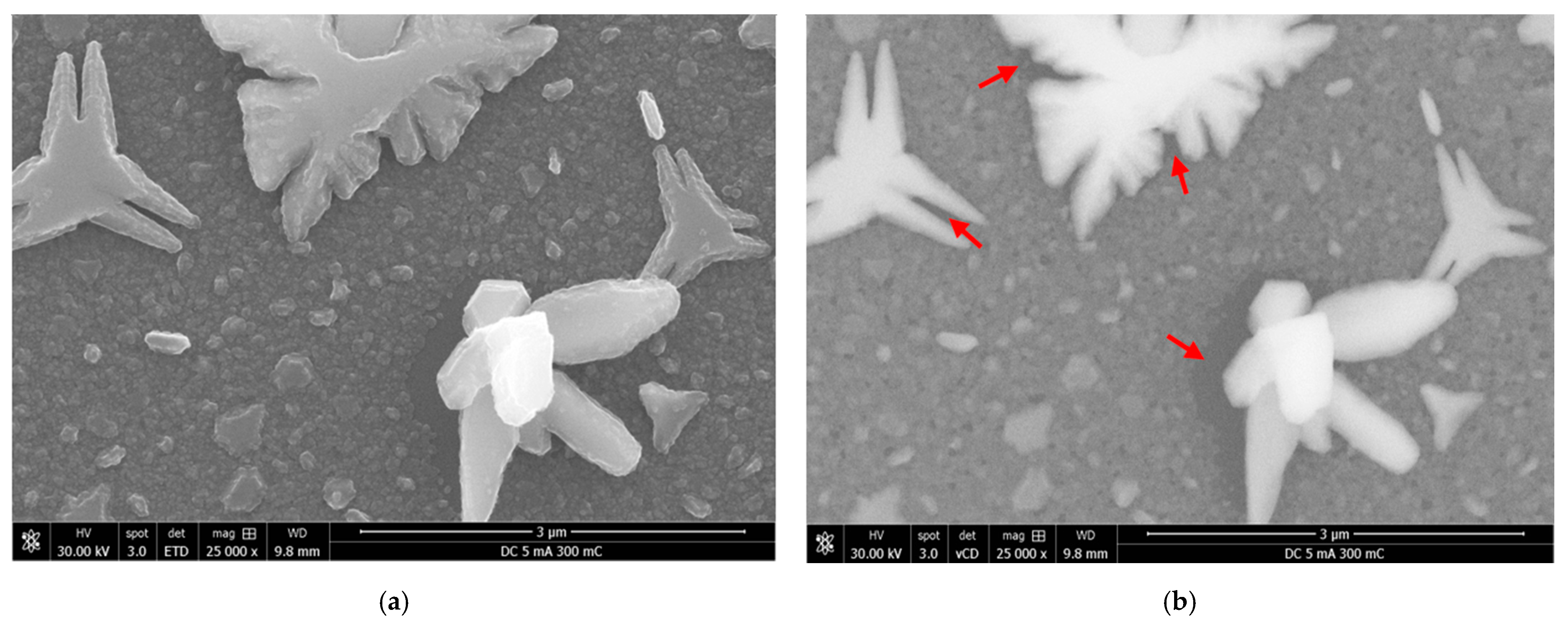 Ijms 23 01891 g005 550