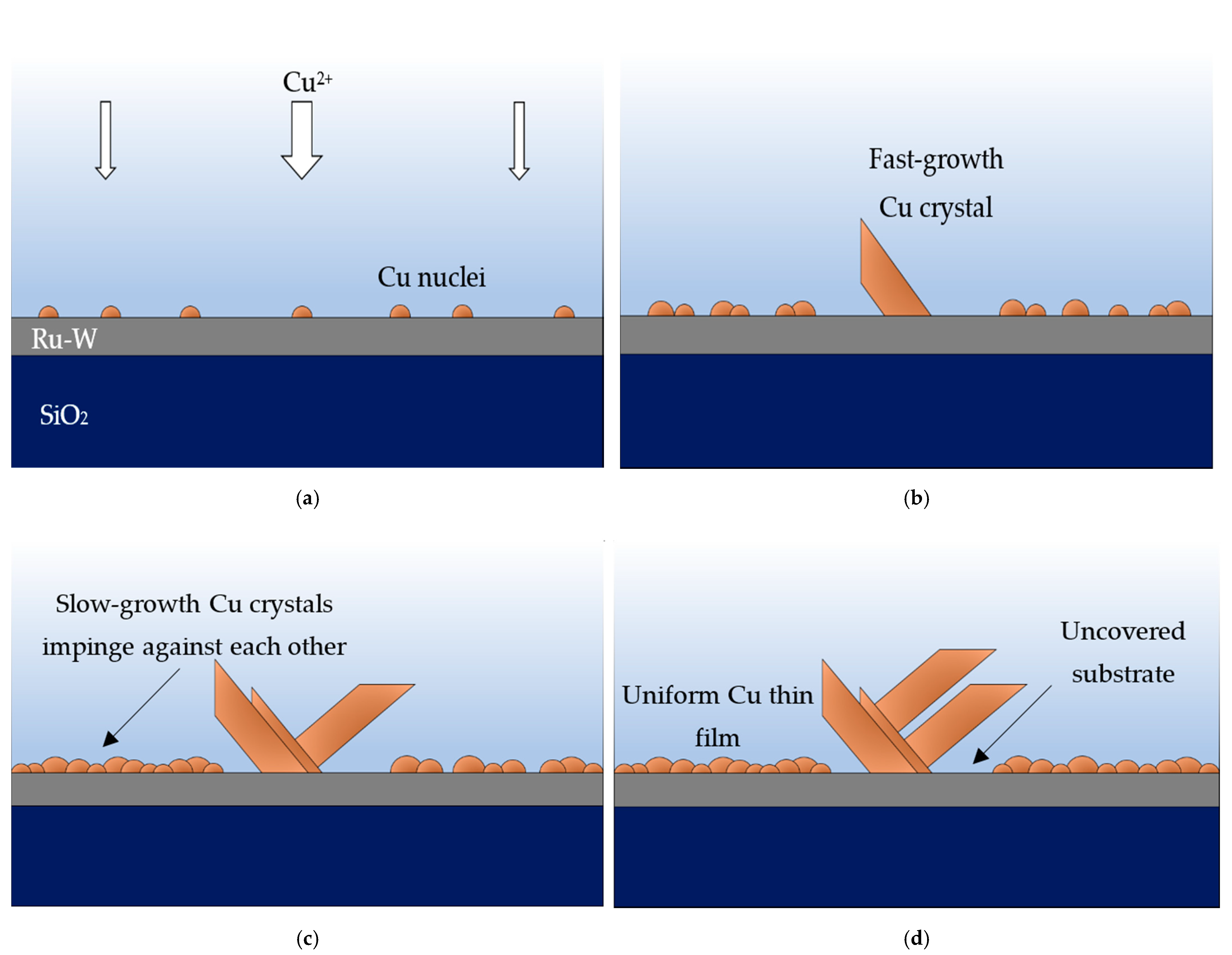 Ijms 23 01891 g006 550