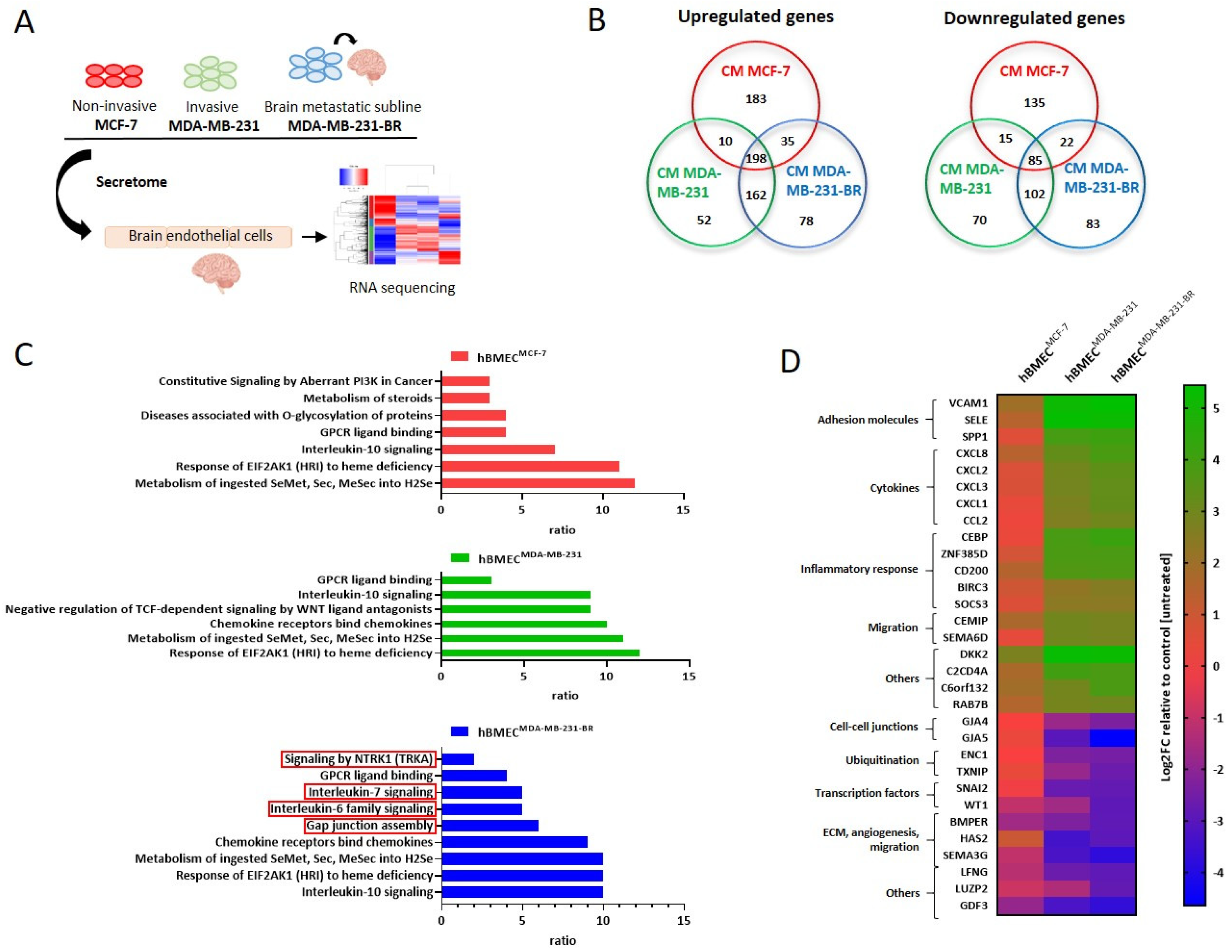 Insights into the Steps of Breast Cancer–Brain Metastases Development ...