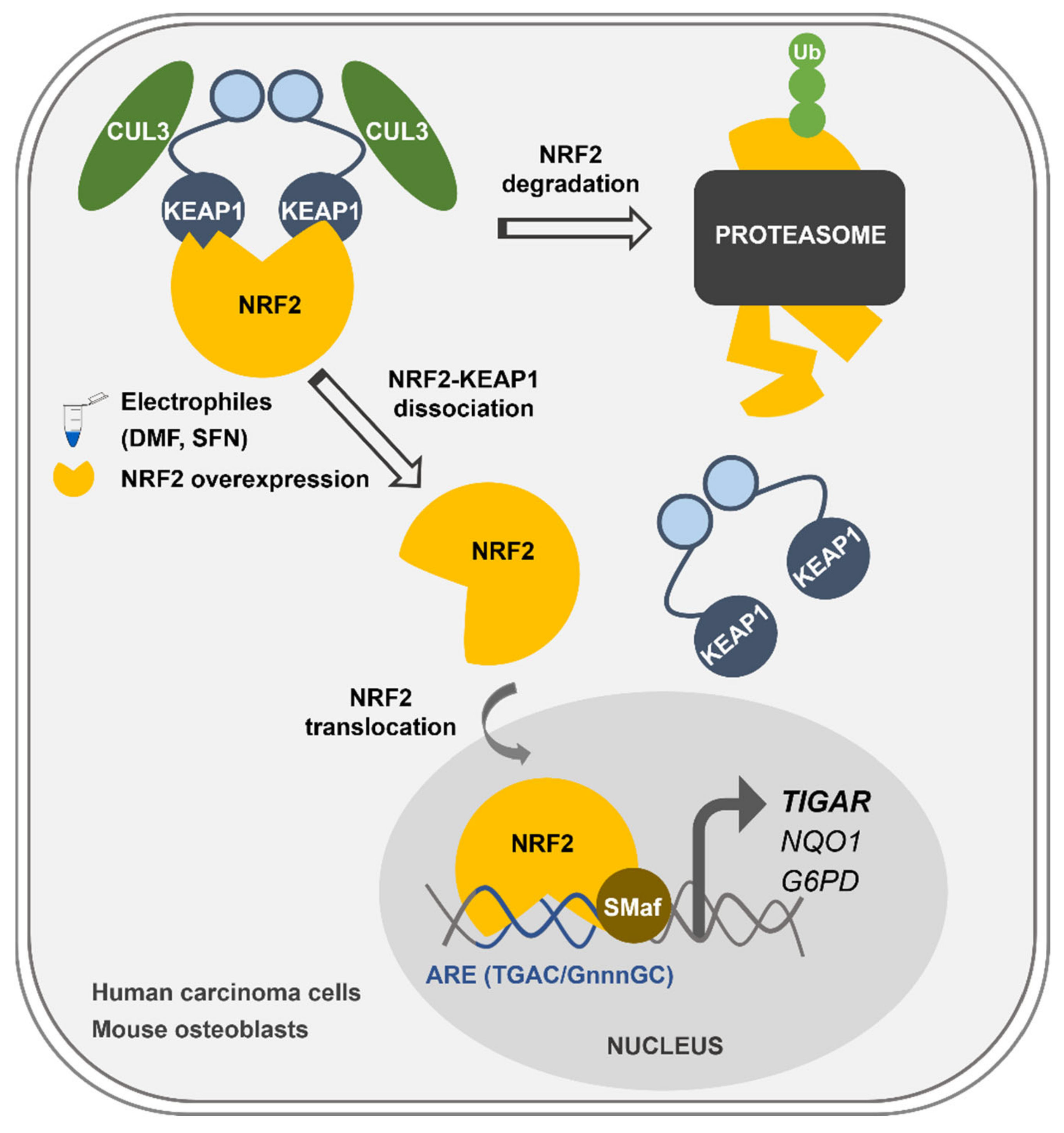 Ijms 23 01905 g006 550