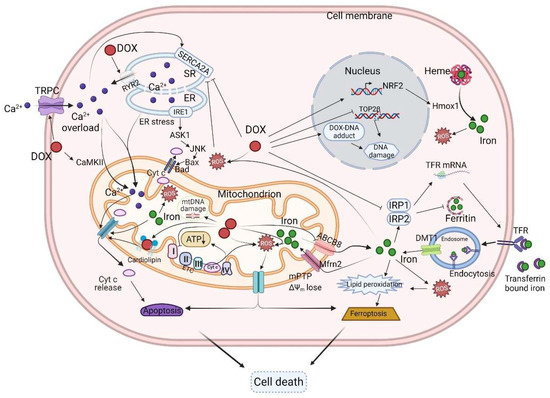 Mitochondrial-Targeted Therapy for Doxorubicin-Induced Mitochondrial-Targeted Therapy for Doxorubicin-Induced