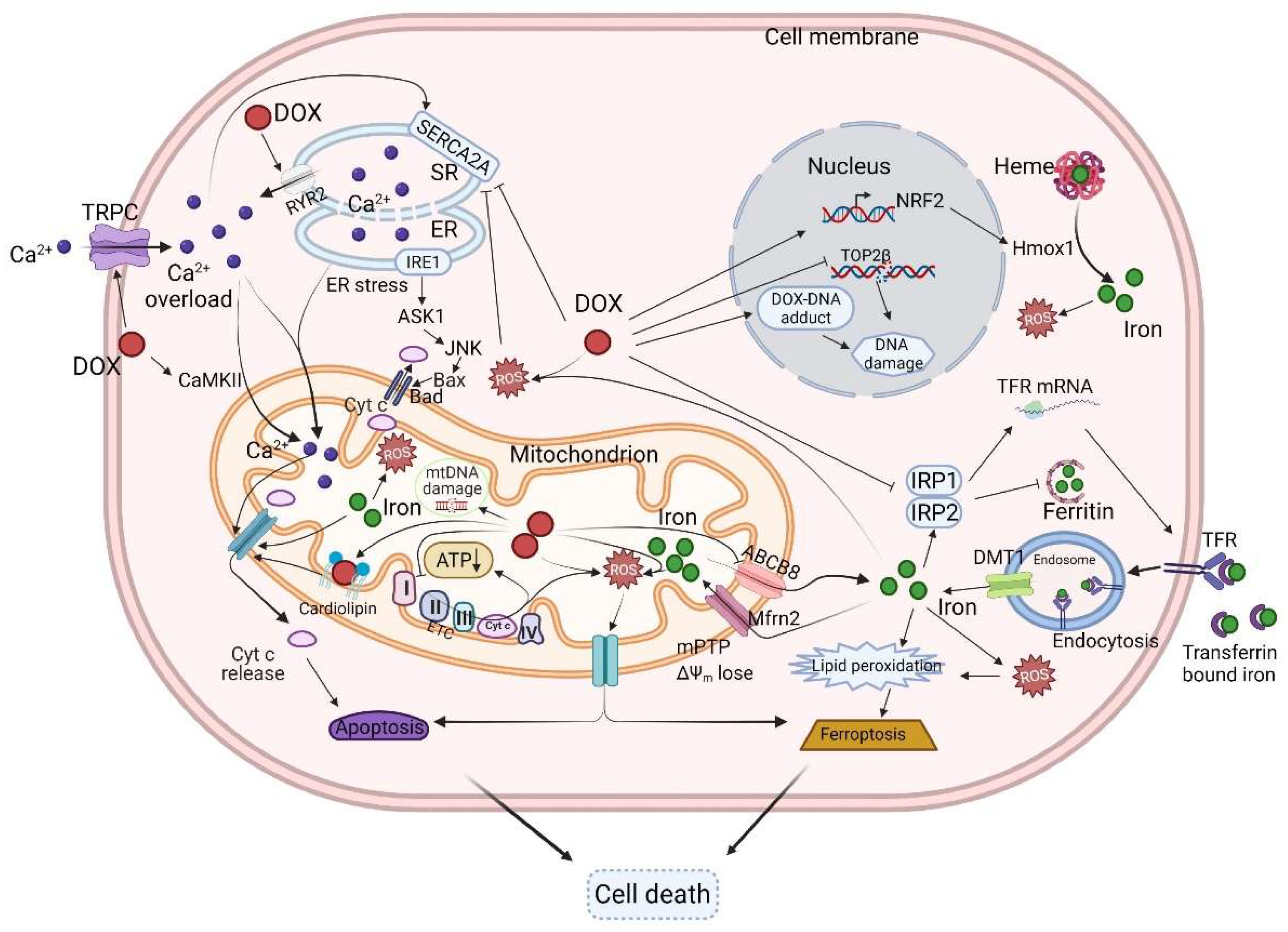 Mitochondrial-Targeted Therapy for Doxorubicin-Induced