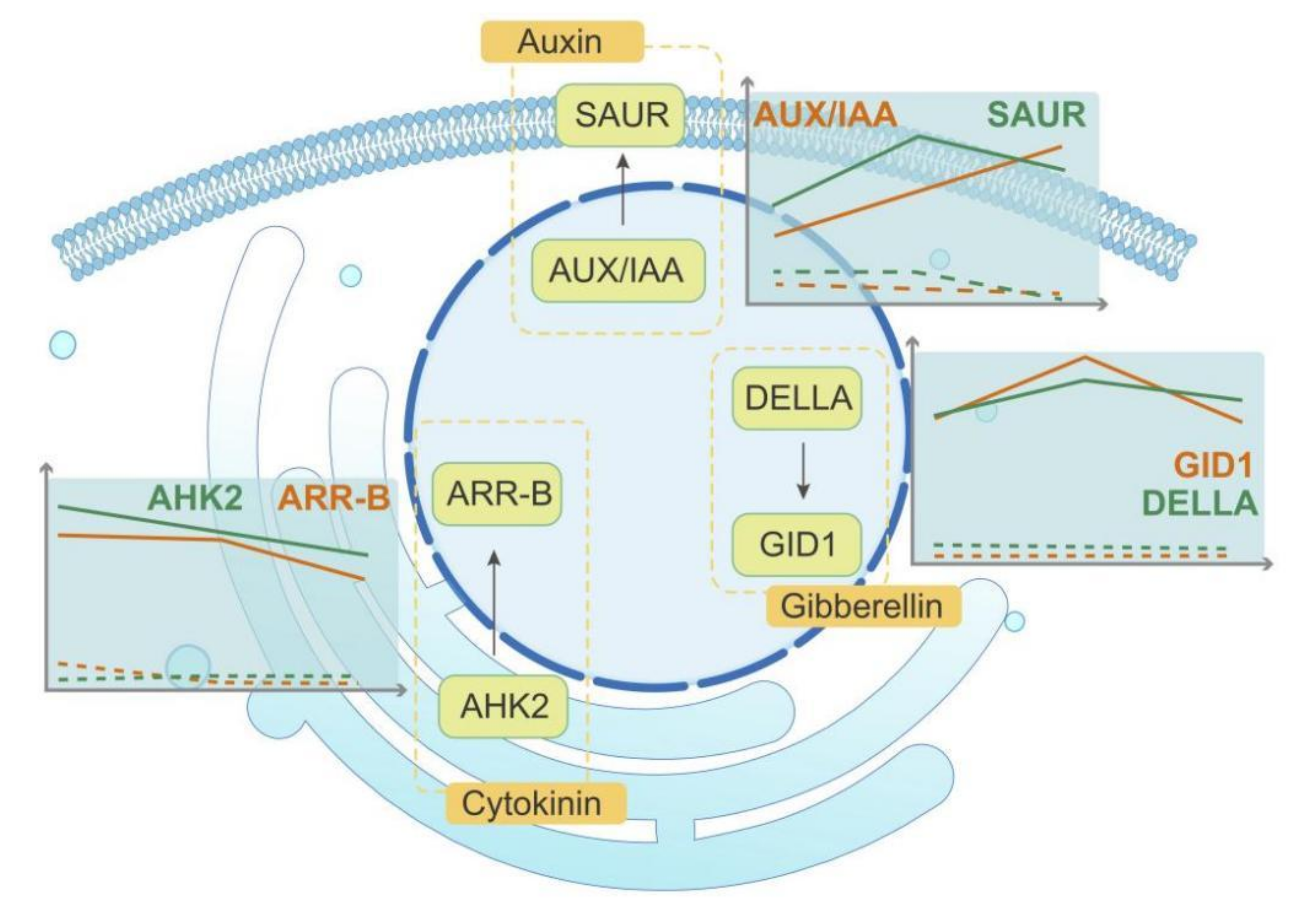 Ijms 23 01915 g007 550