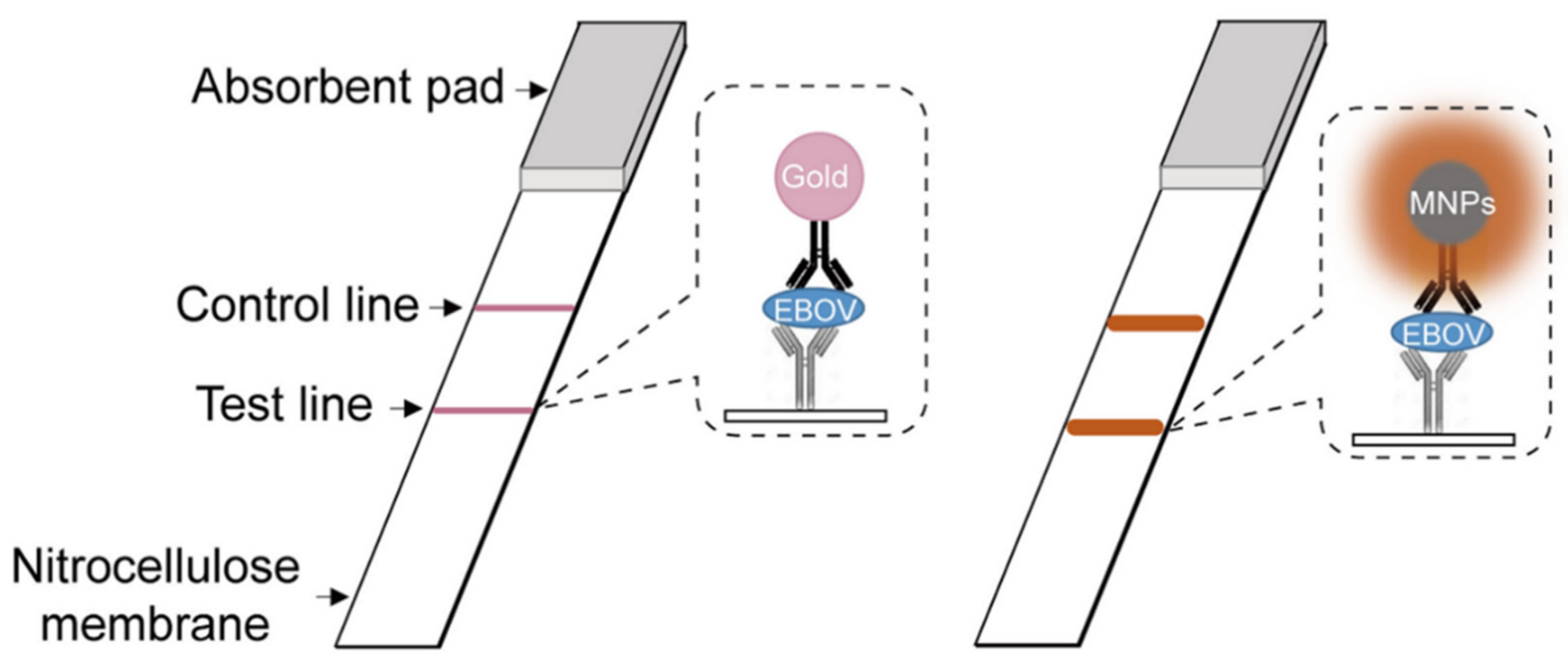 Ijms 23 01923 g001 550