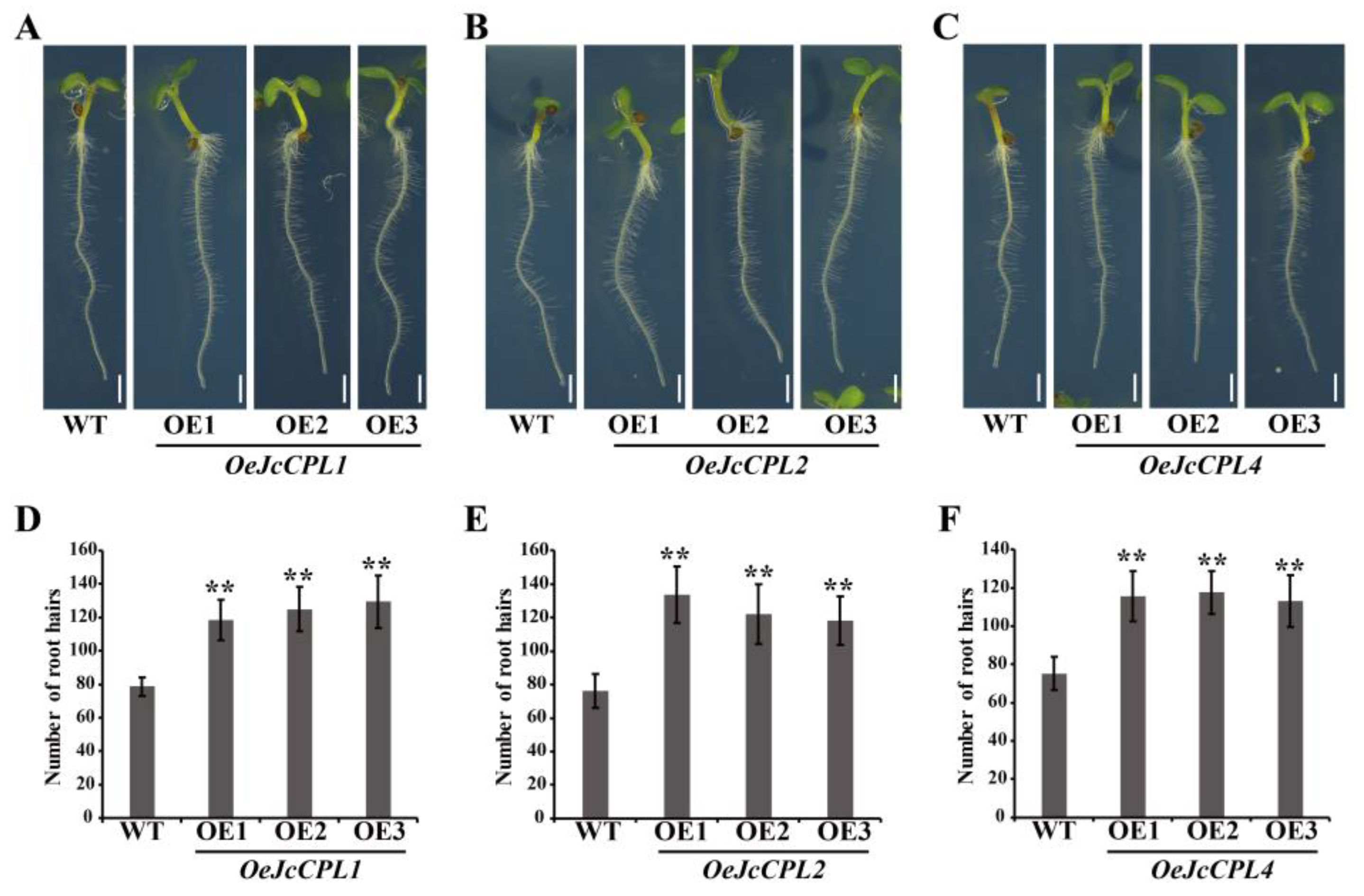 Ijms 23 01924 g005 550