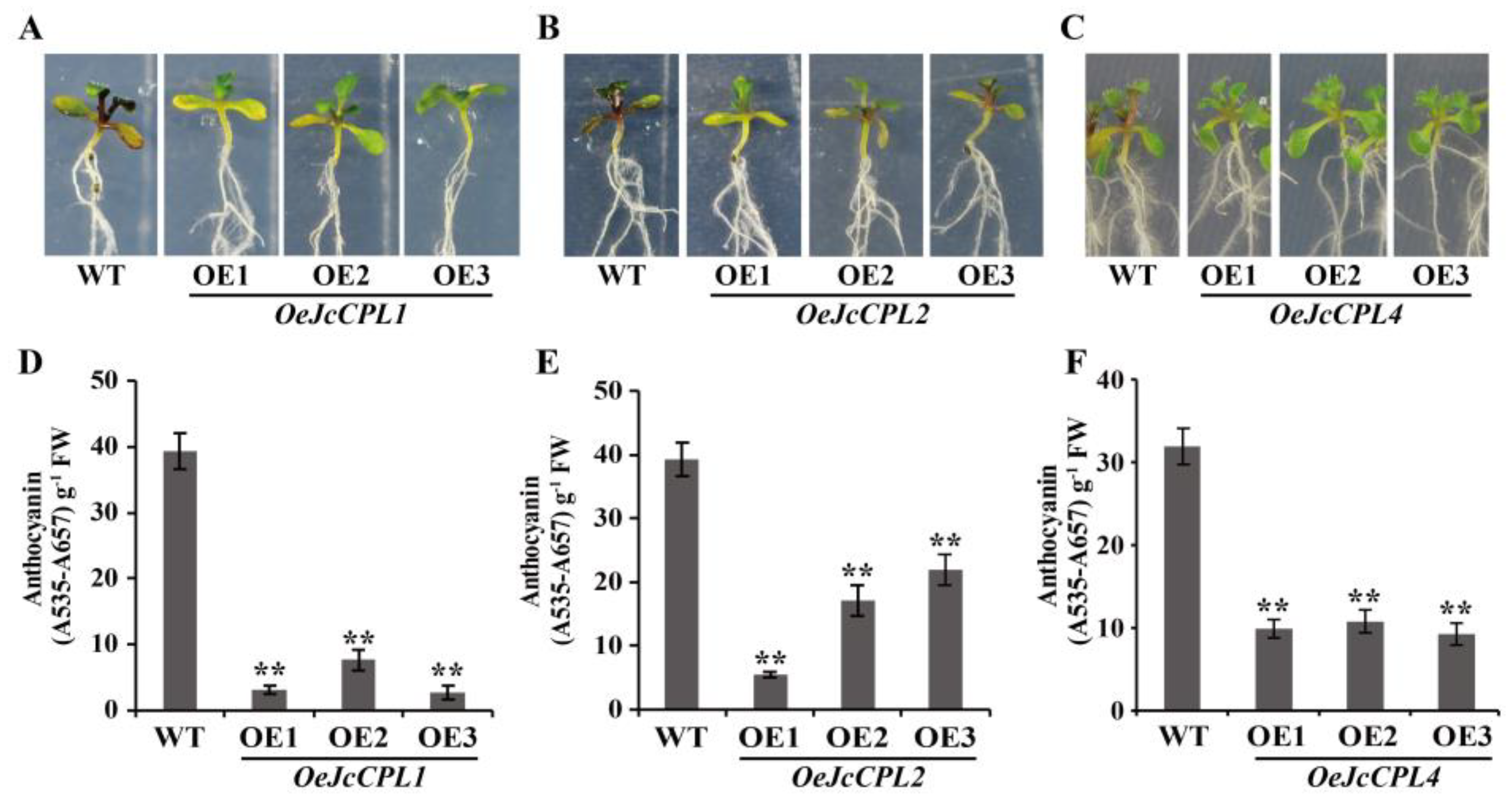 Ijms 23 01924 g006 550