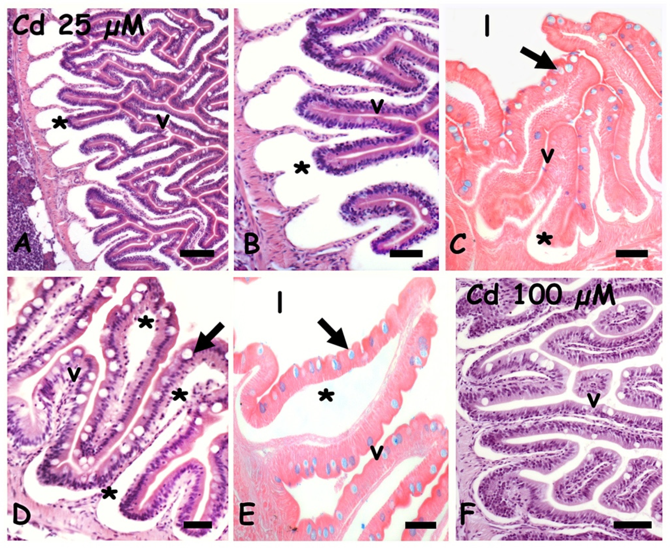 Ijms 23 01927 g002 550