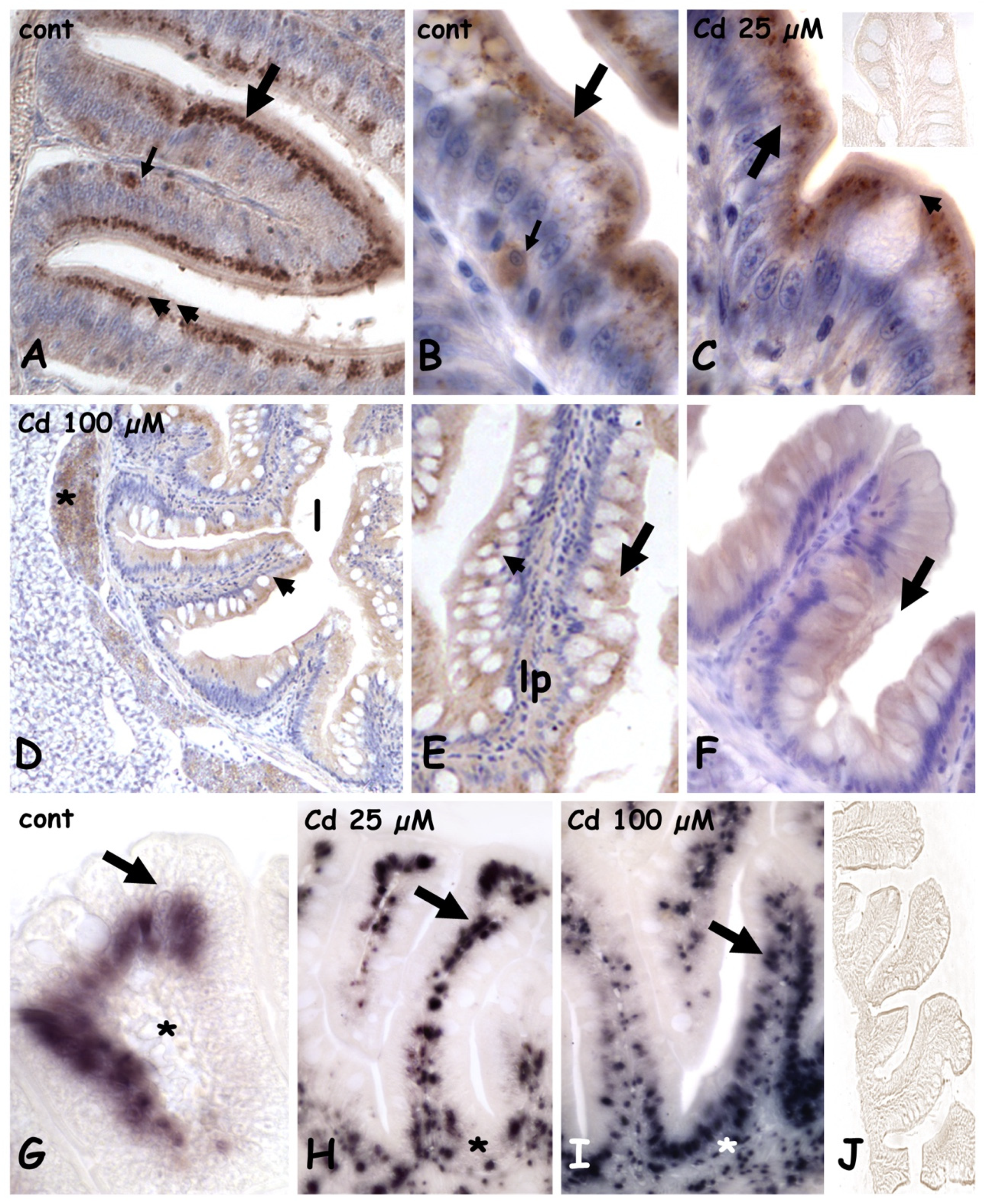 Ijms 23 01927 g003 550