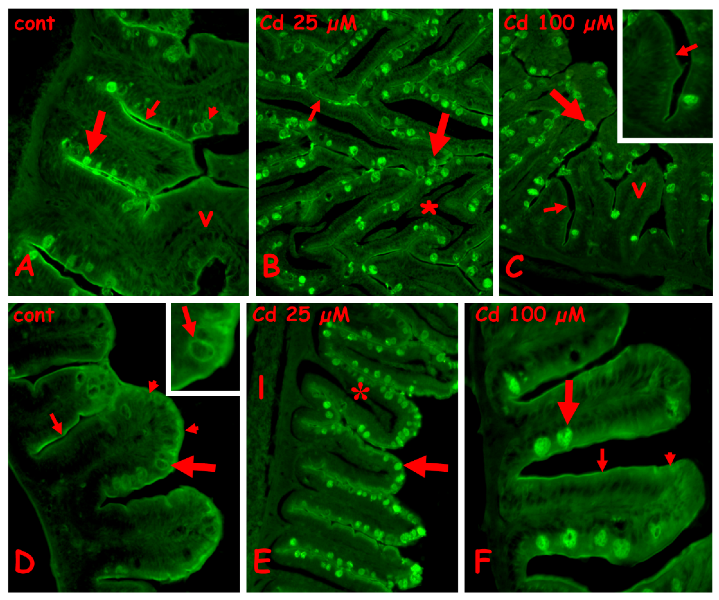 Ijms 23 01927 g004 550