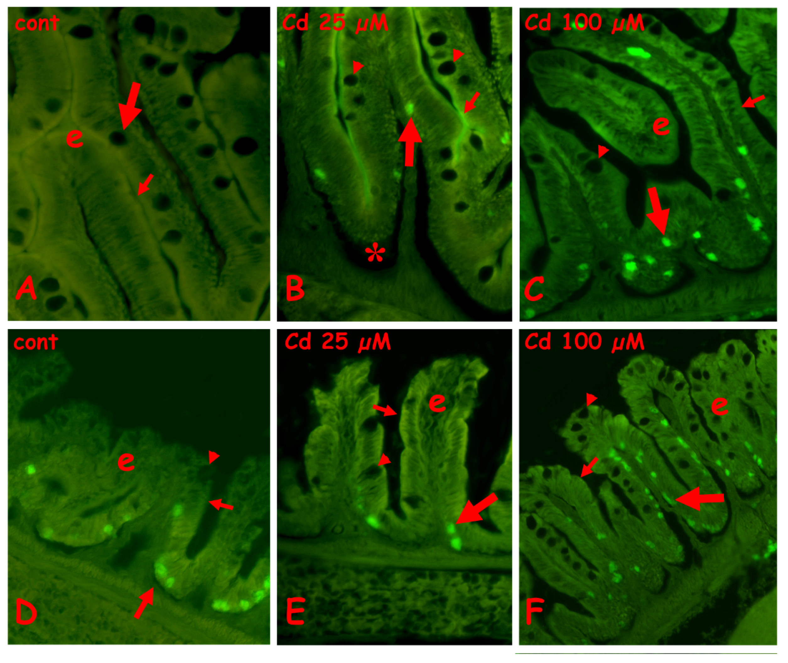 Ijms 23 01927 g005 550