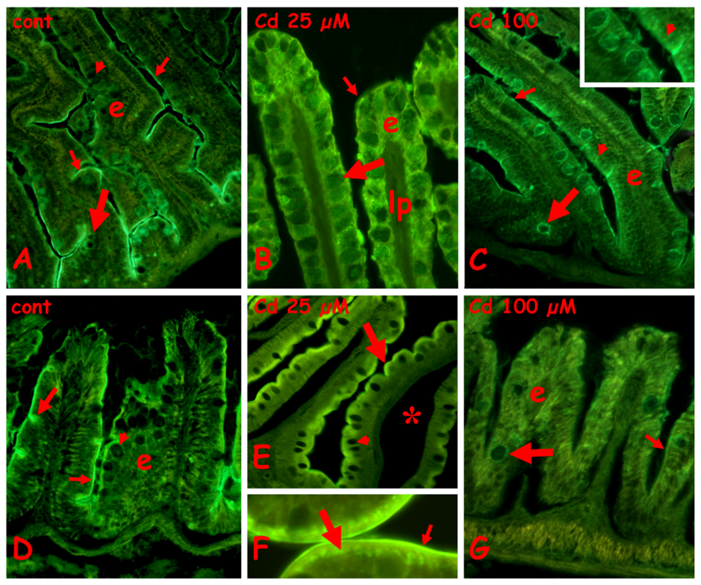 Ijms 23 01927 g006 550