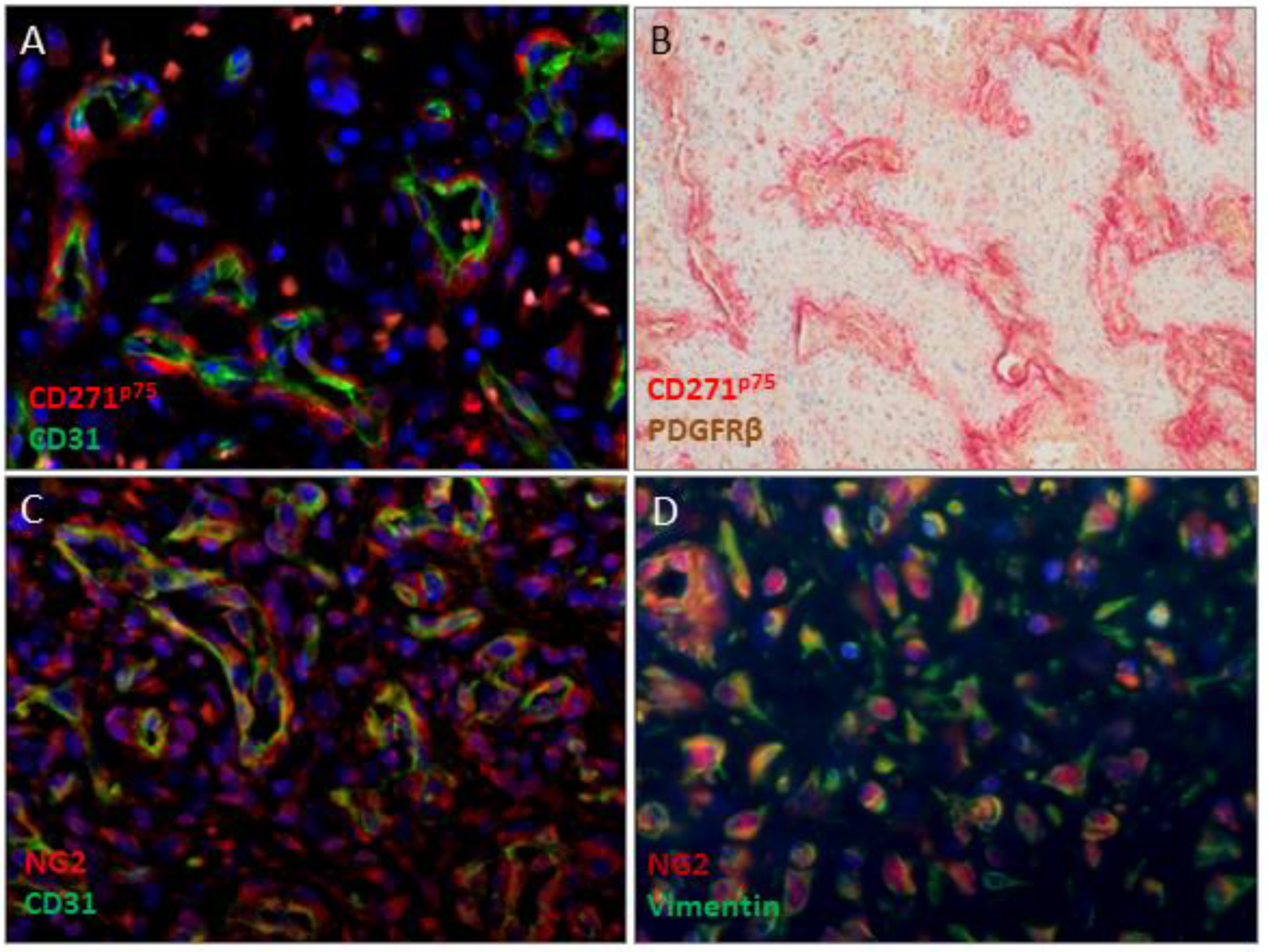 Ijms 23 01932 g003 550