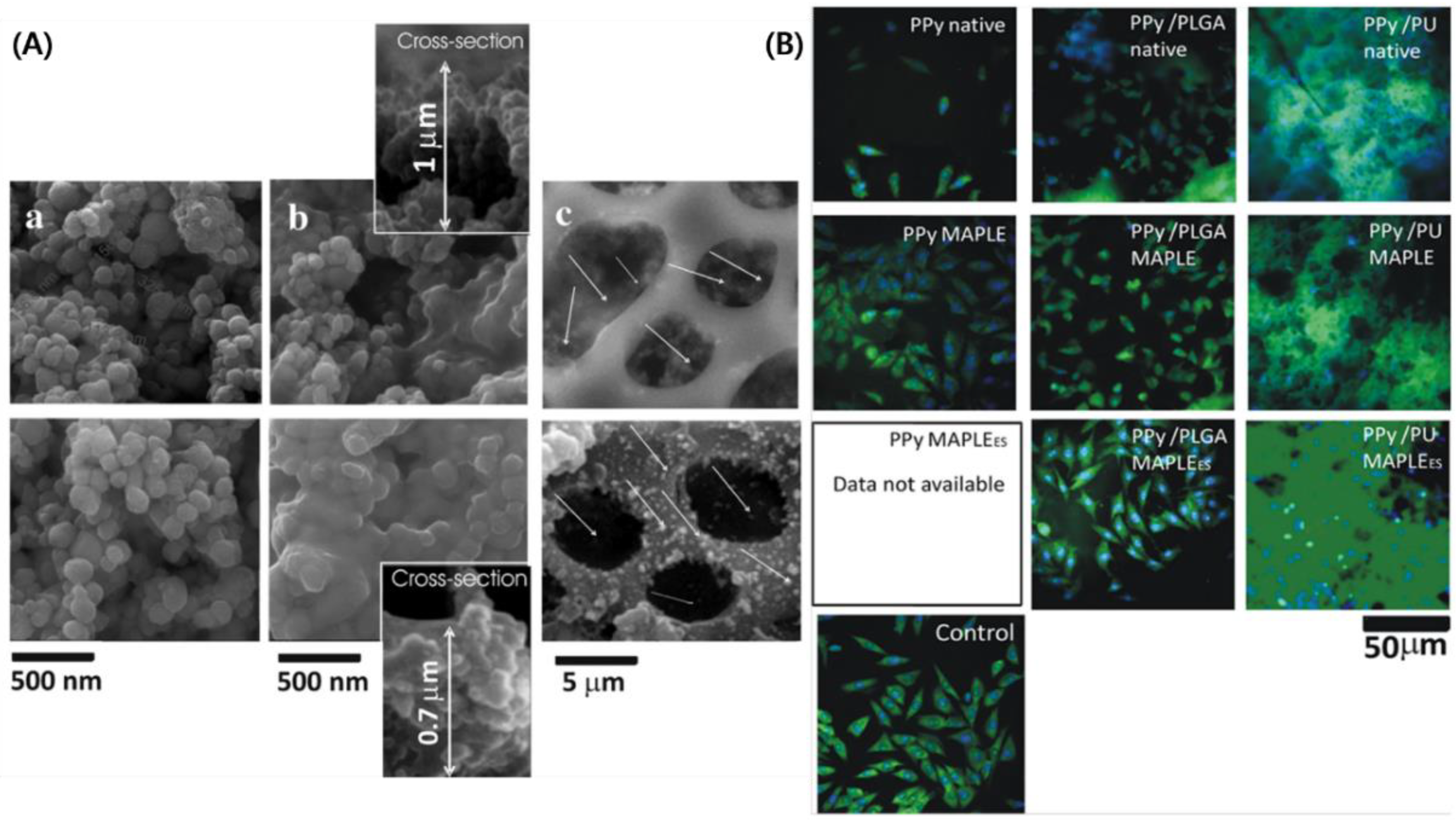 Ijms 23 01938 g005 550