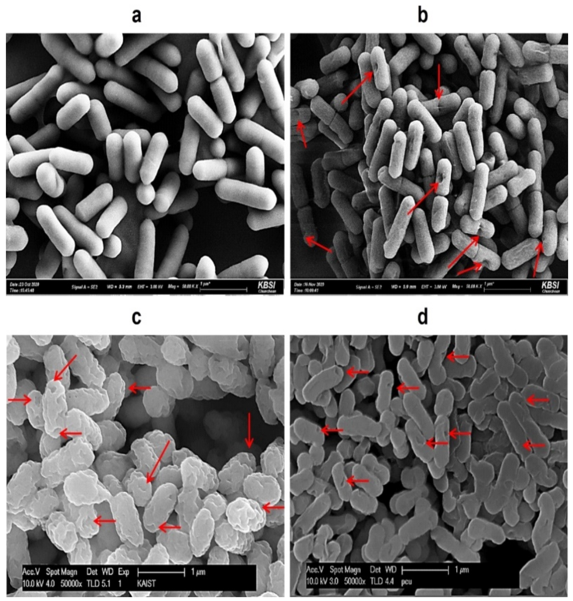 Ijms 23 01946 g001 Ijms 23 01946 g001