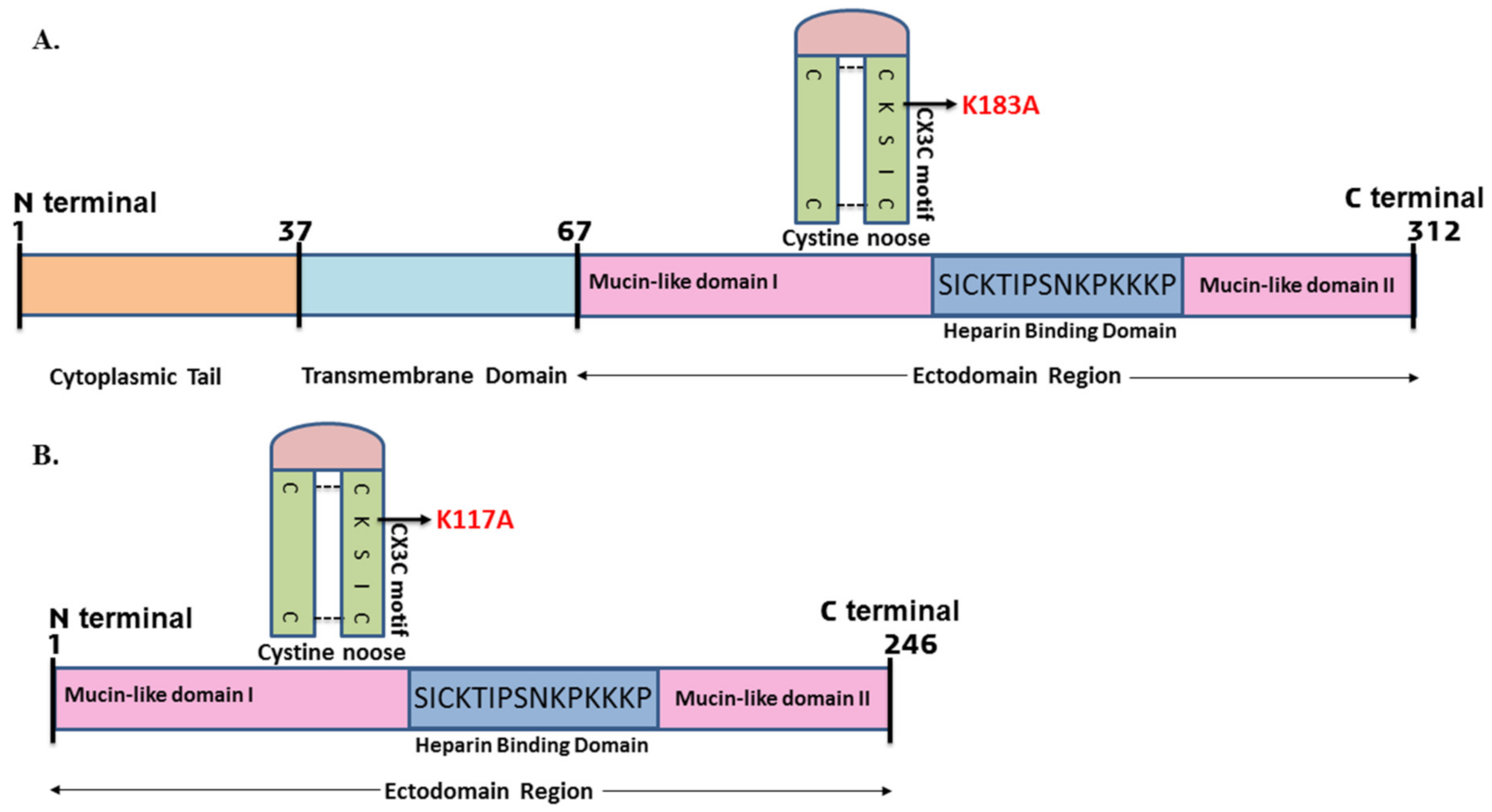 Ijms 23 01950 g001 Ijms 23 01950 g001