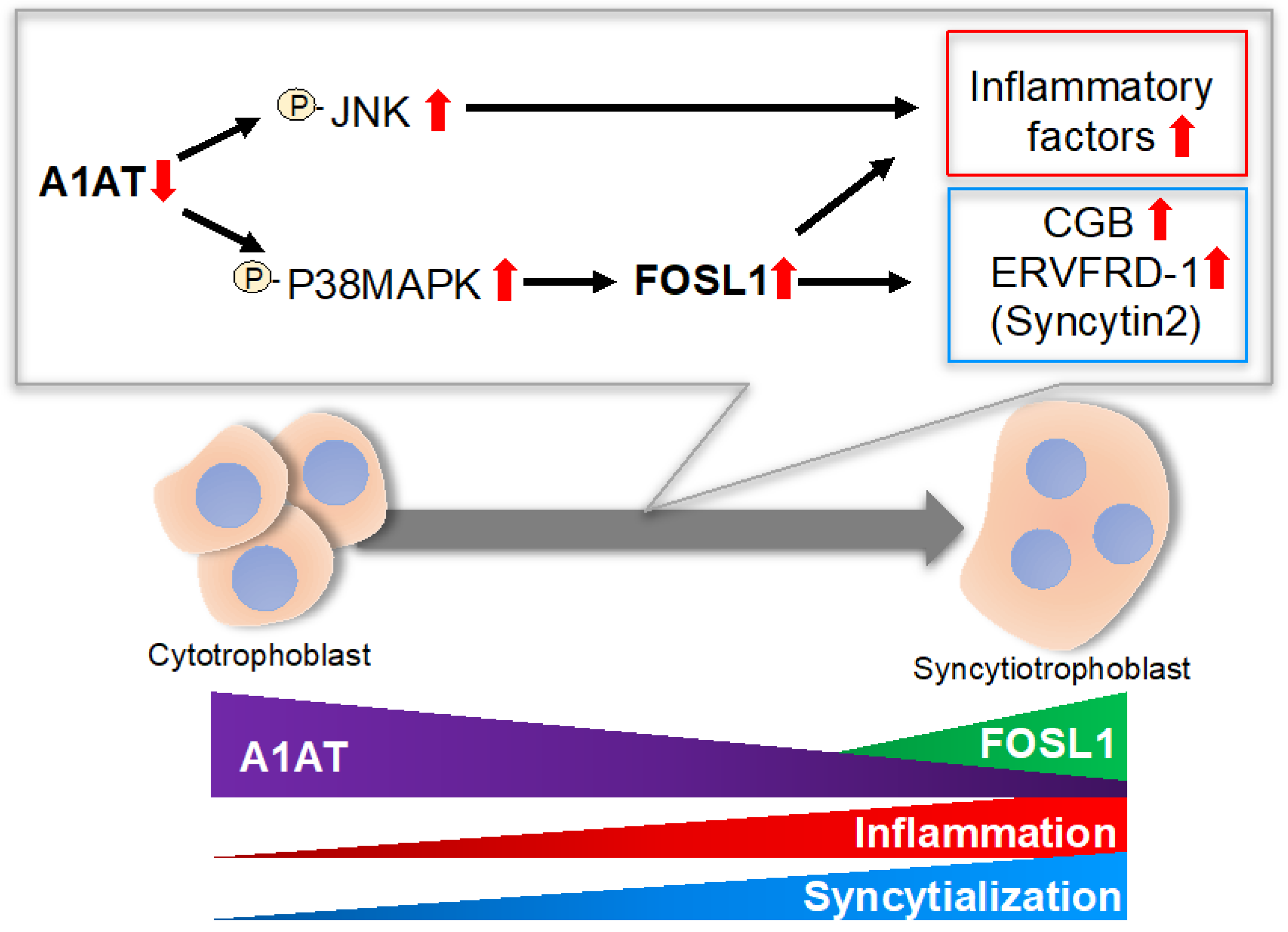 Ijms 23 01955 g005 550