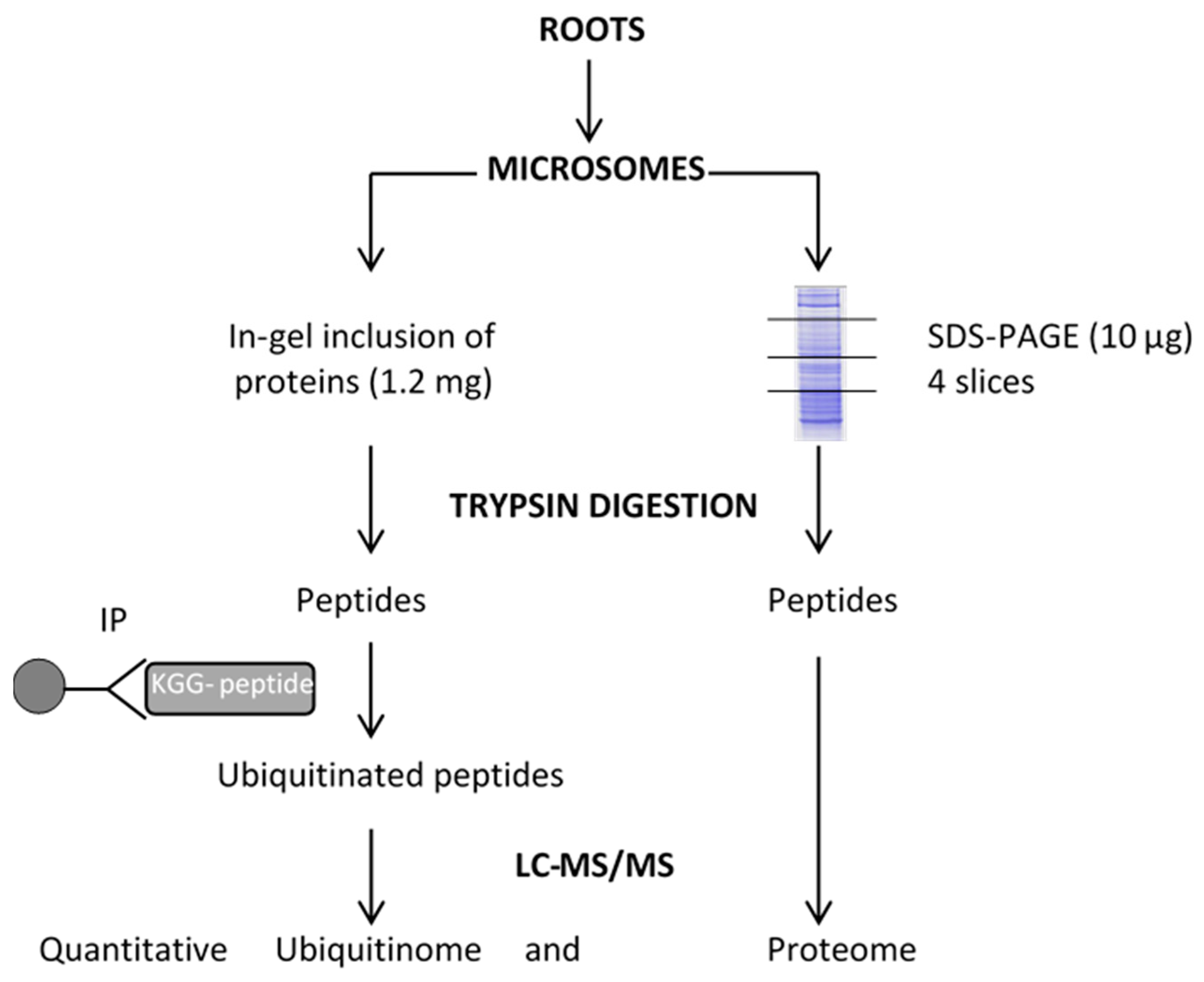Ijms 23 01956 g001 550