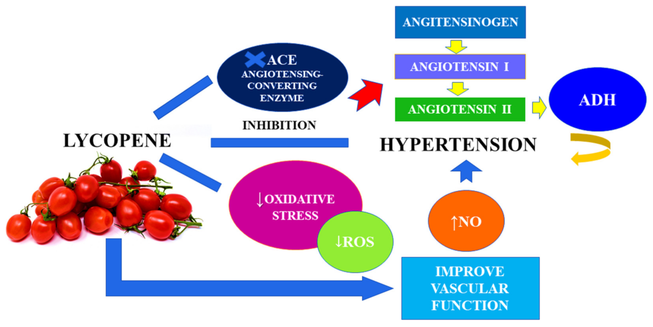 lycopene powder supplier